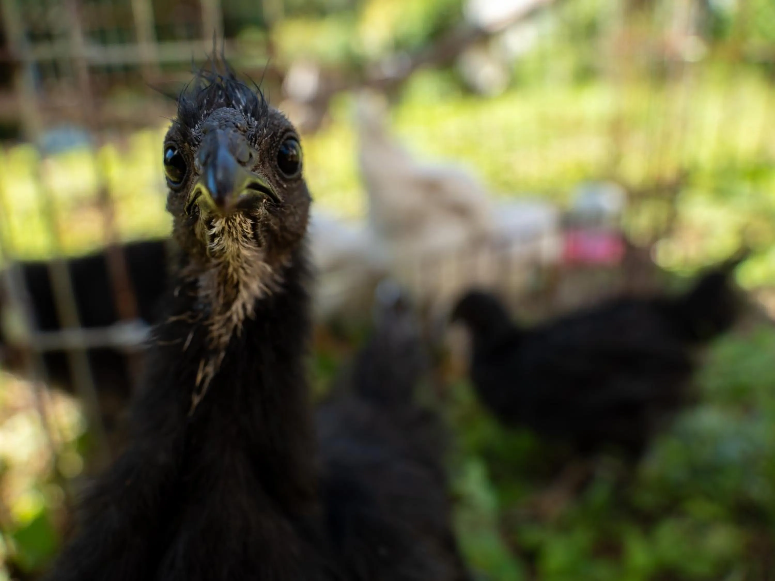 Animals in Farm Garden Hotel