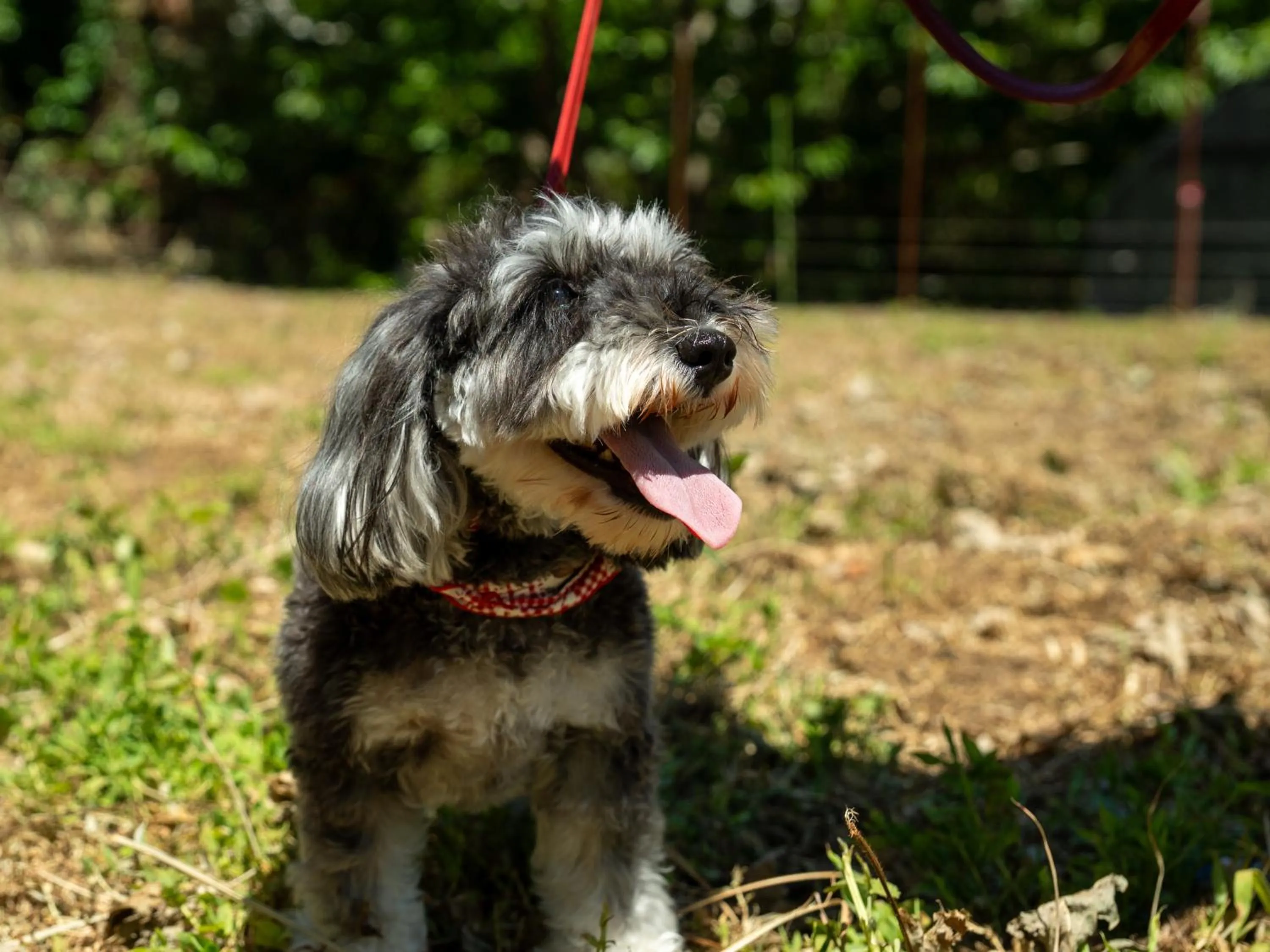 Animals in Farm Garden Hotel