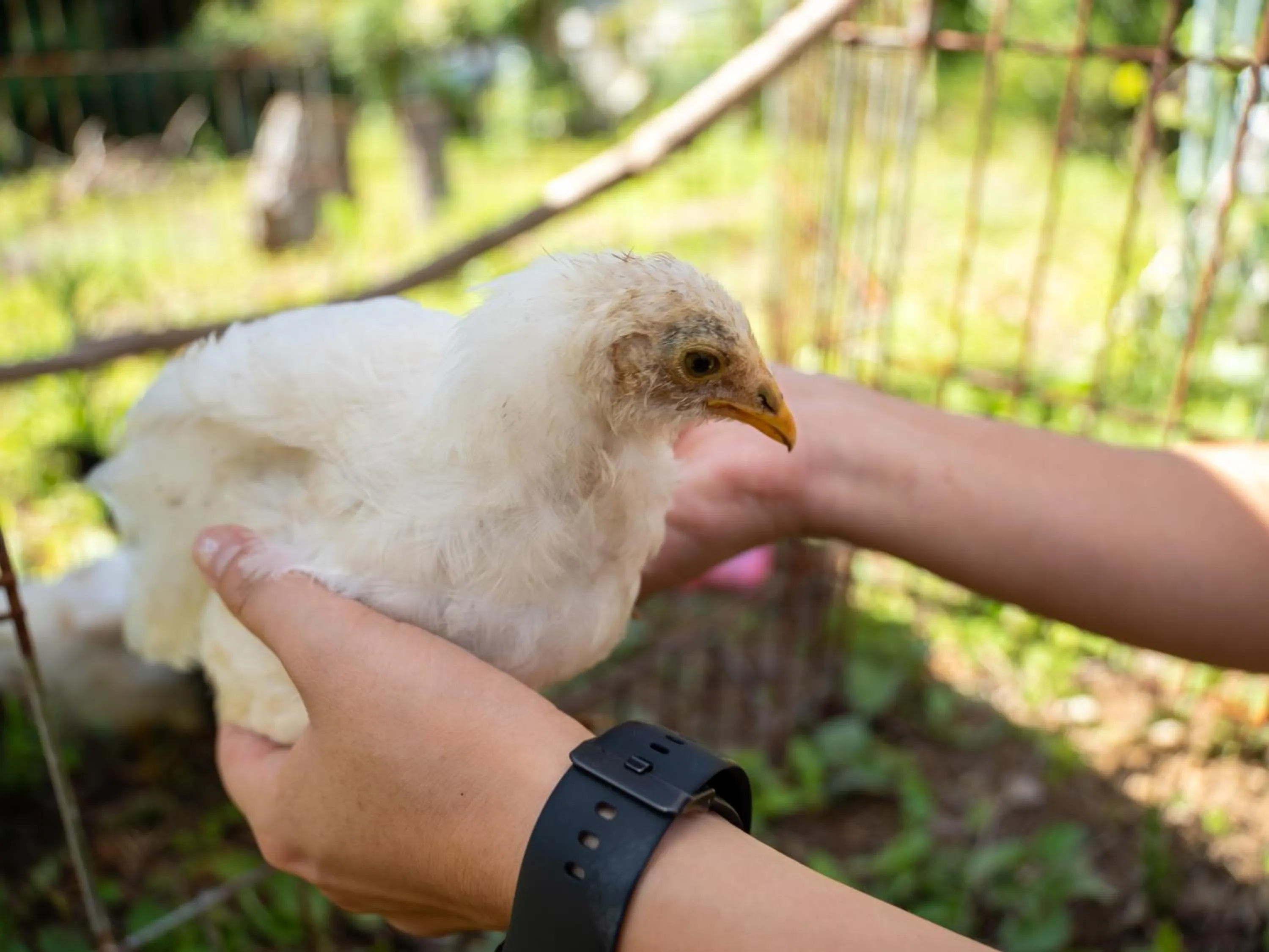 Animals in Farm Garden Hotel