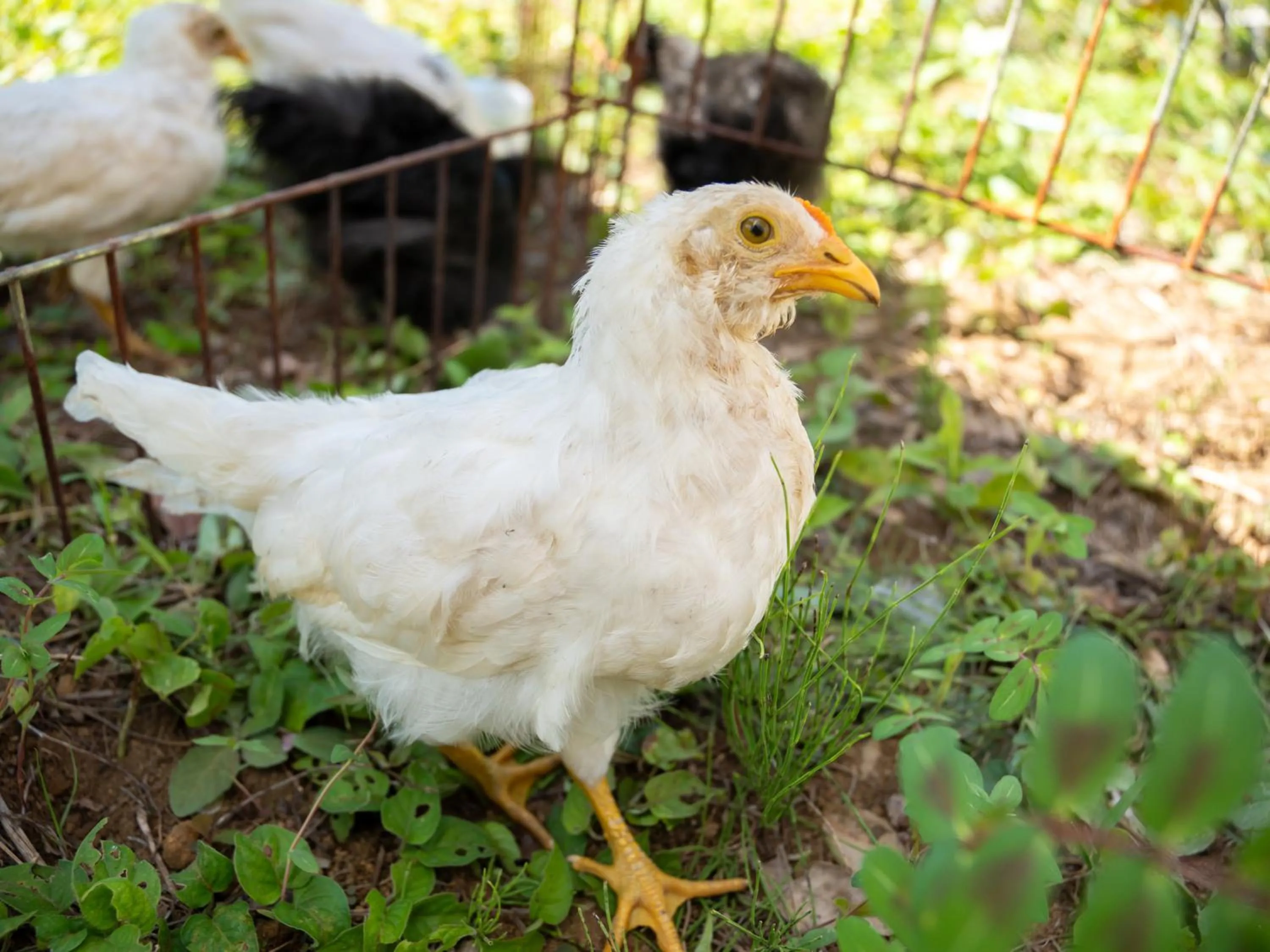 Animals in Farm Garden Hotel