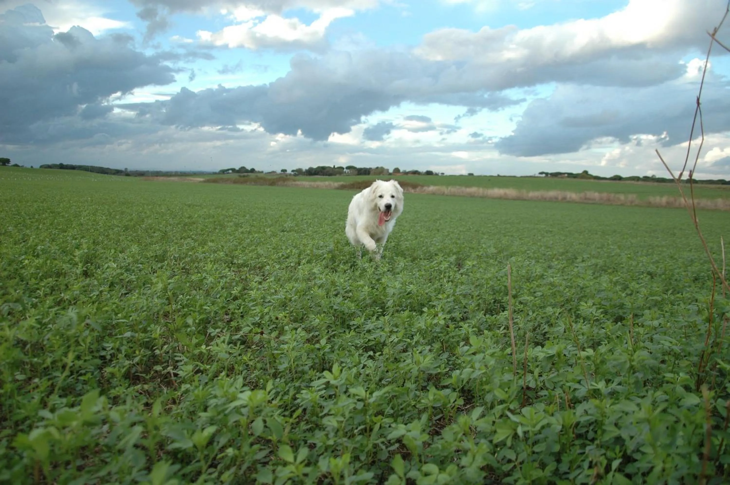 Pets in Le Anfore