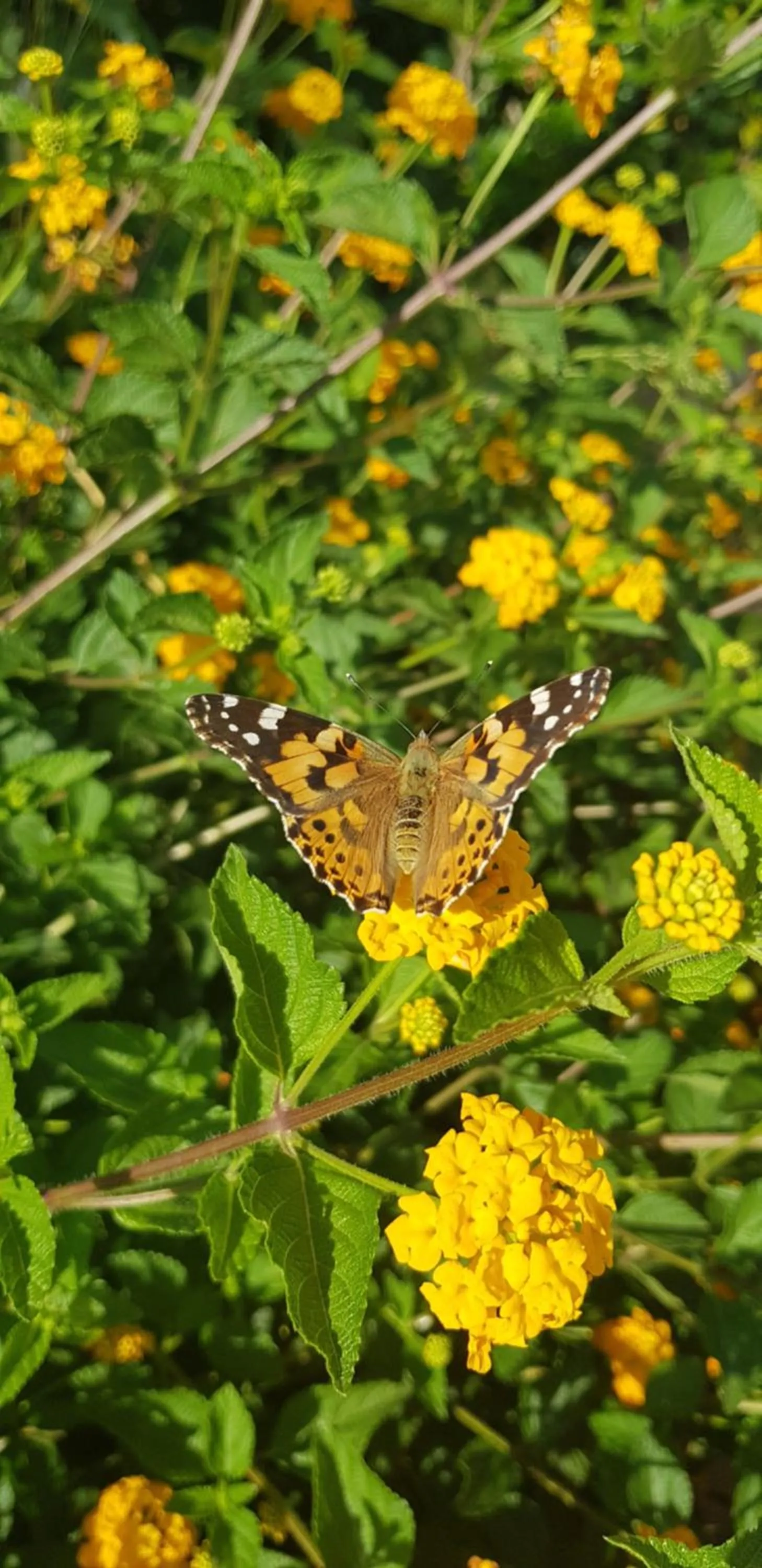 Mariposa B&B