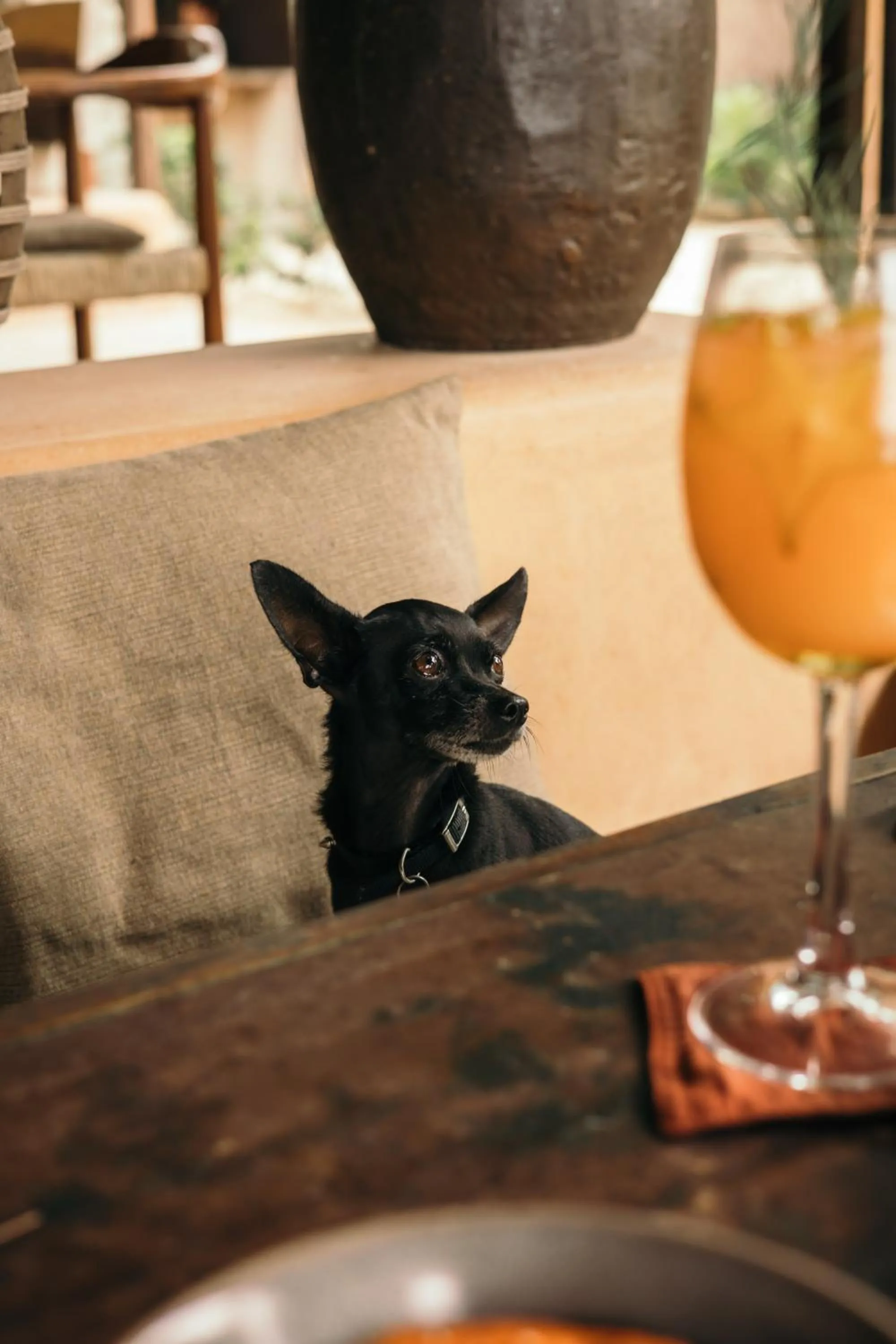 Pets in Chiringuito Tulum