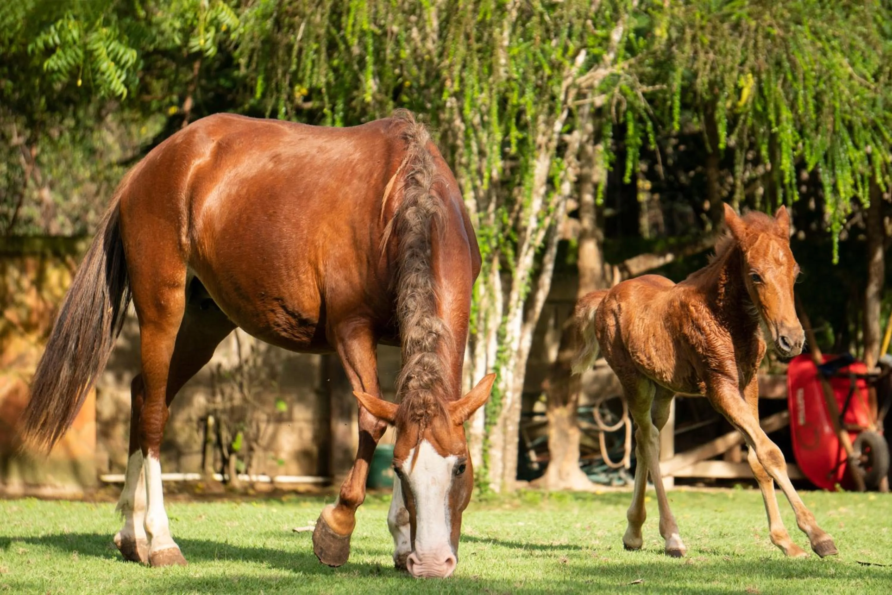 Horse-riding in Hotel Casa Hemingway