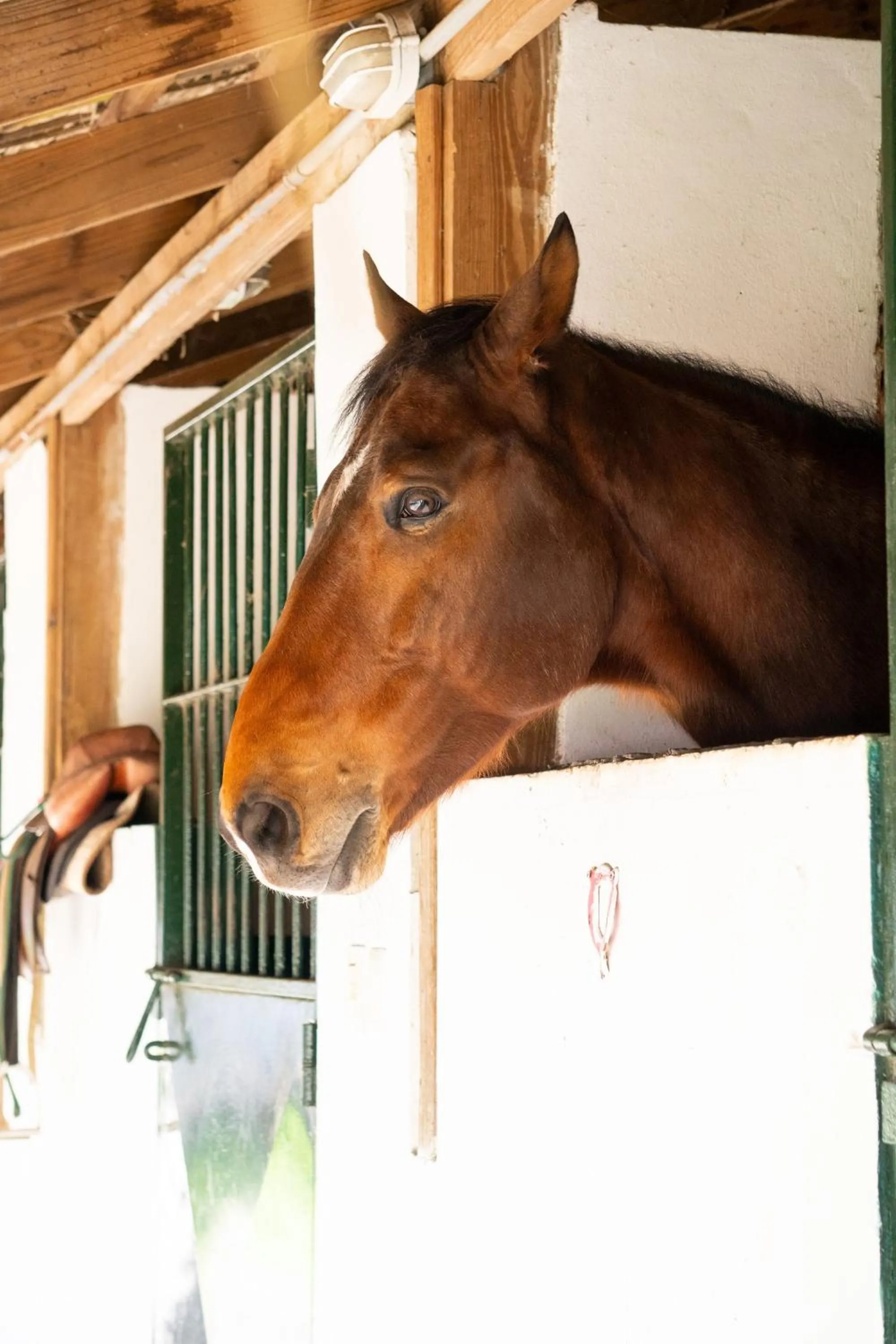 Horse-riding in Hotel Casa Hemingway