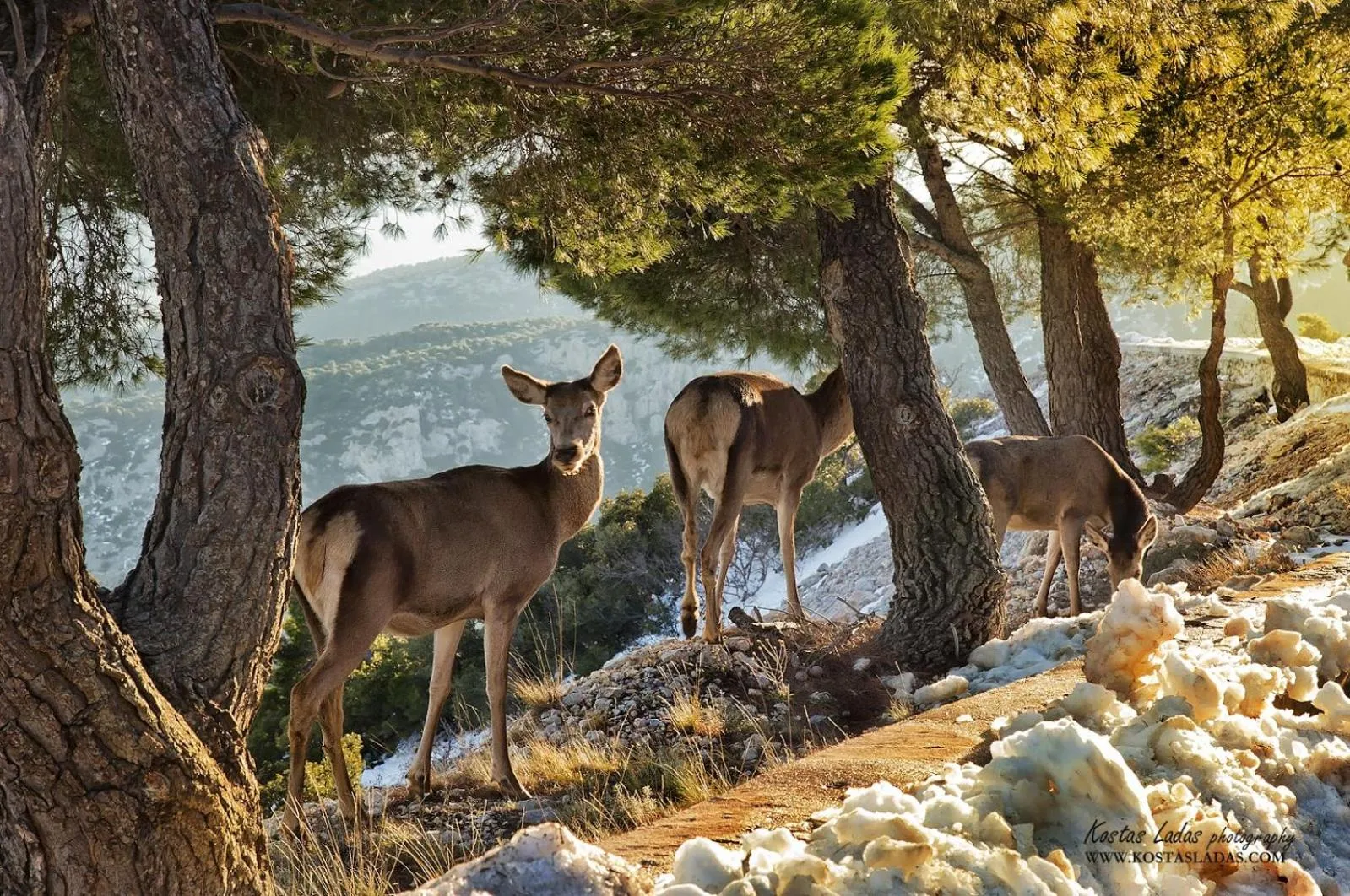 Animals in Cavallari Palace Hotel Suites