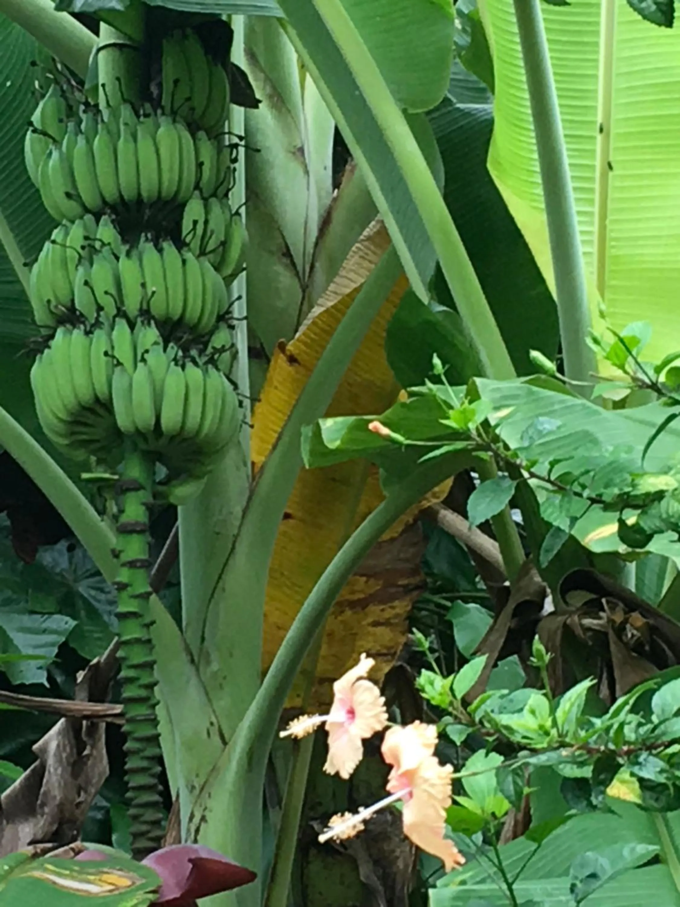 Garden in Oon Lee Bungalows