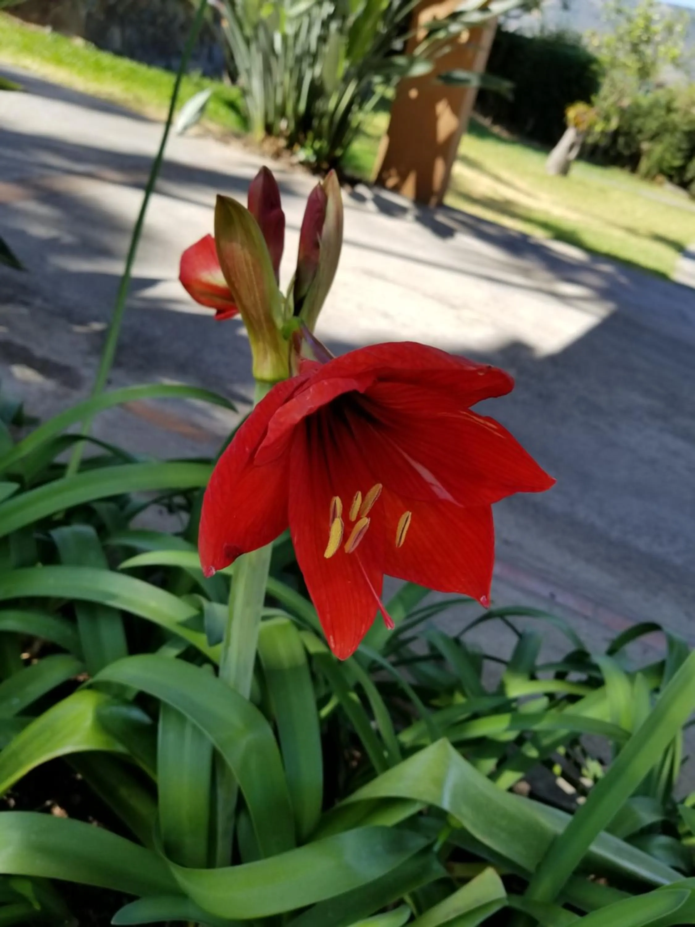 Garden in Hotel Monte Campana Escazu