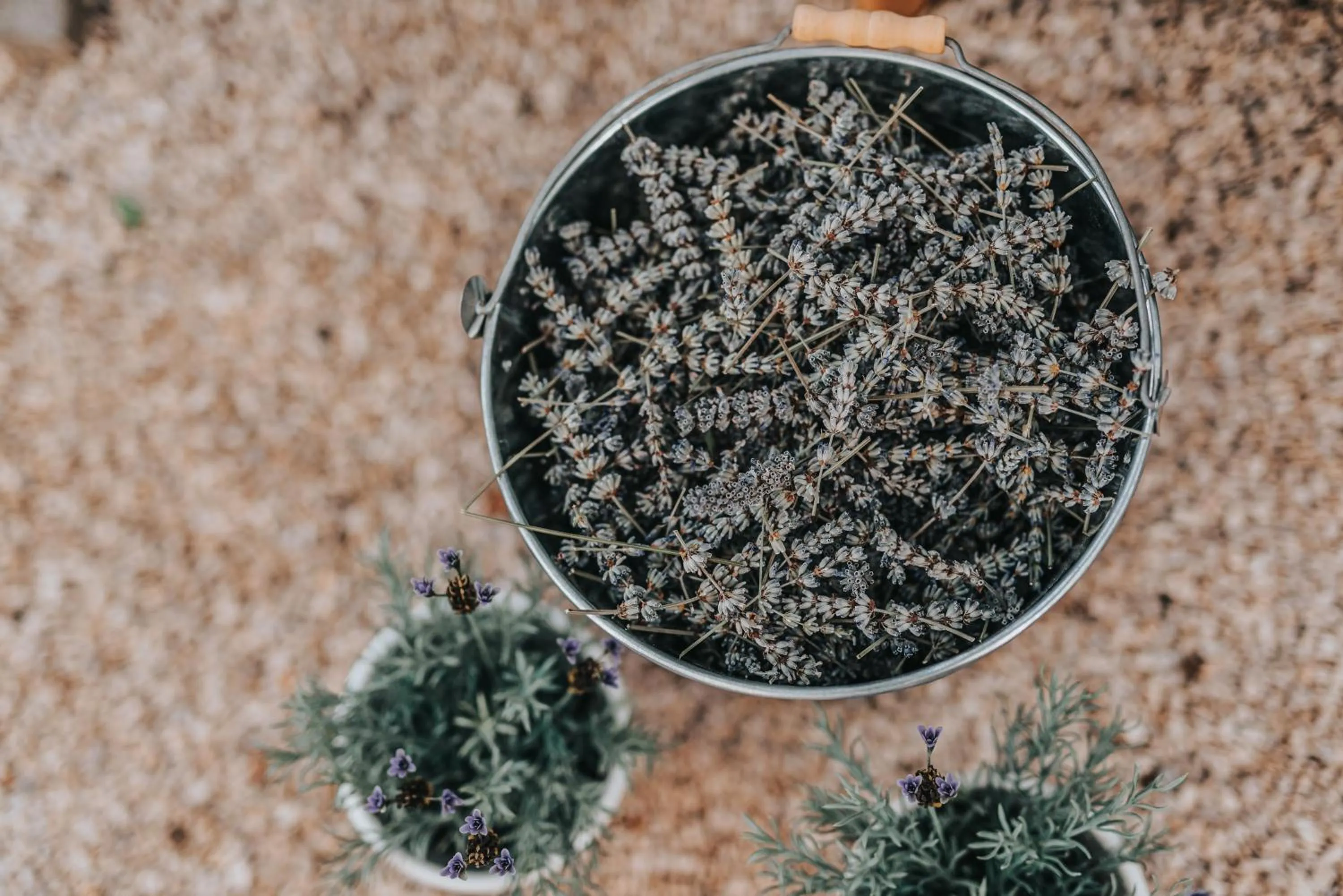 Garden in Hotel Villa Eugenia