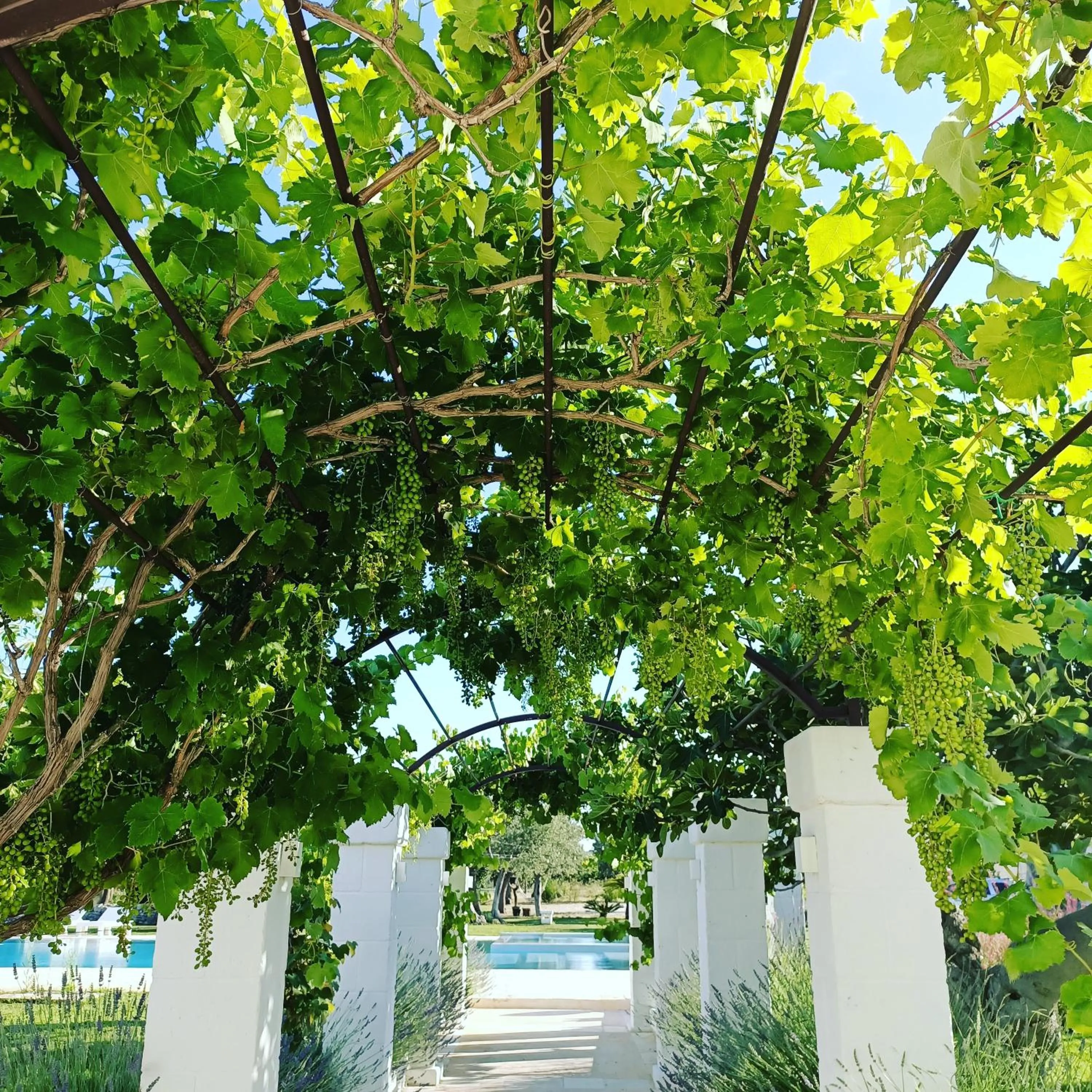 Masseria Almadava