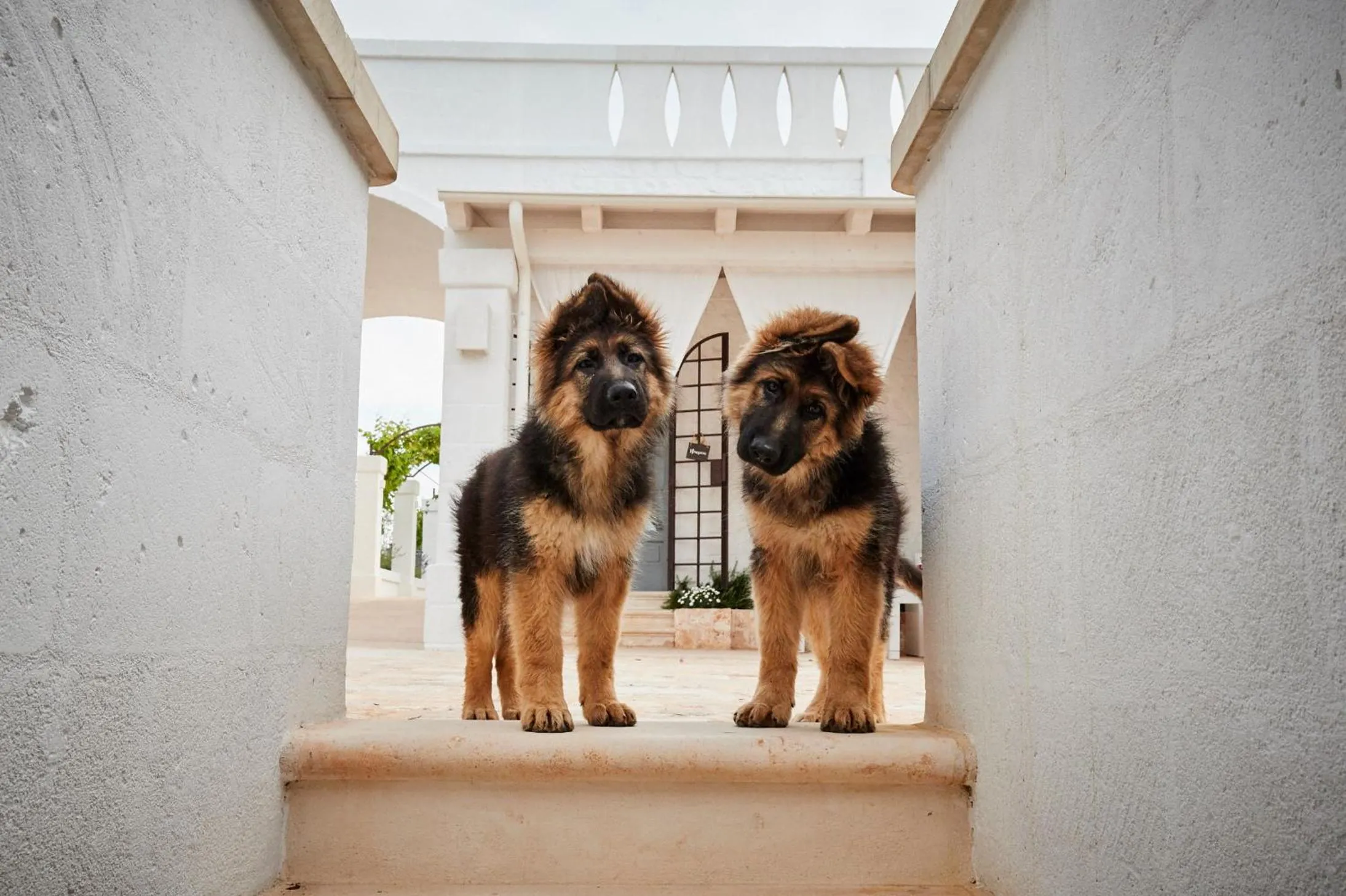Pets in Masseria Almadava