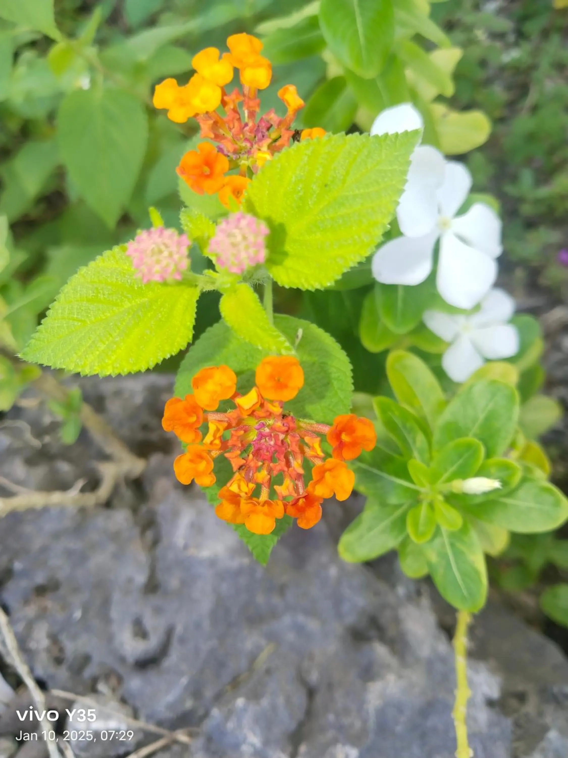 Shirley's Cottage - Pamilacan Island