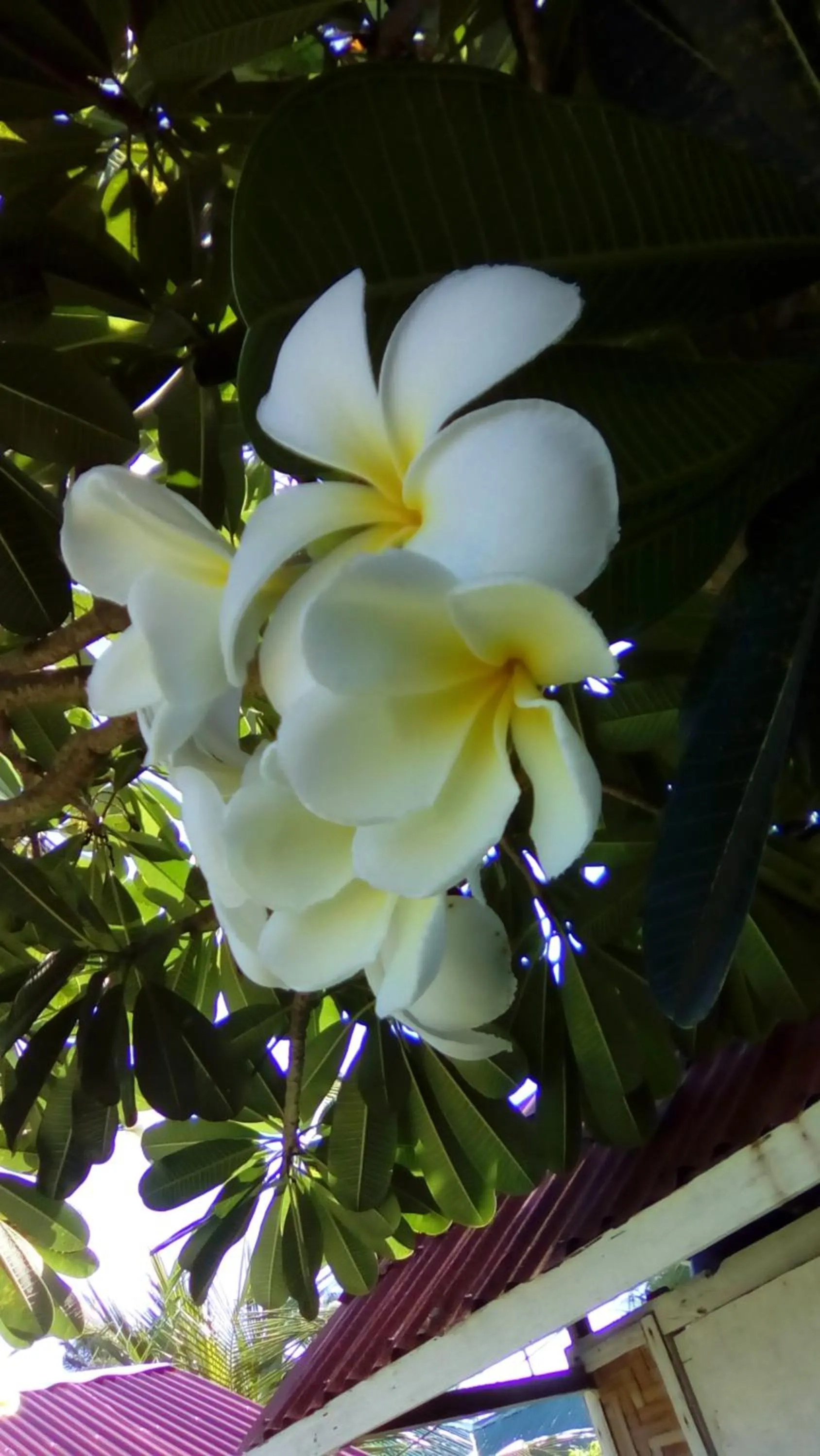 Spring in Shirley's Cottage - Pamilacan Island