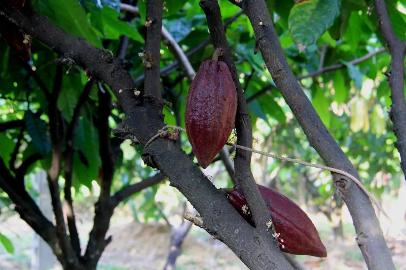 Activities in Lak Tented Camp