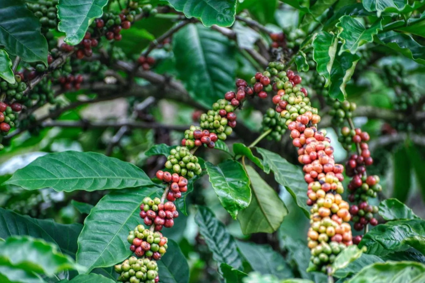 Activities in Lak Tented Camp