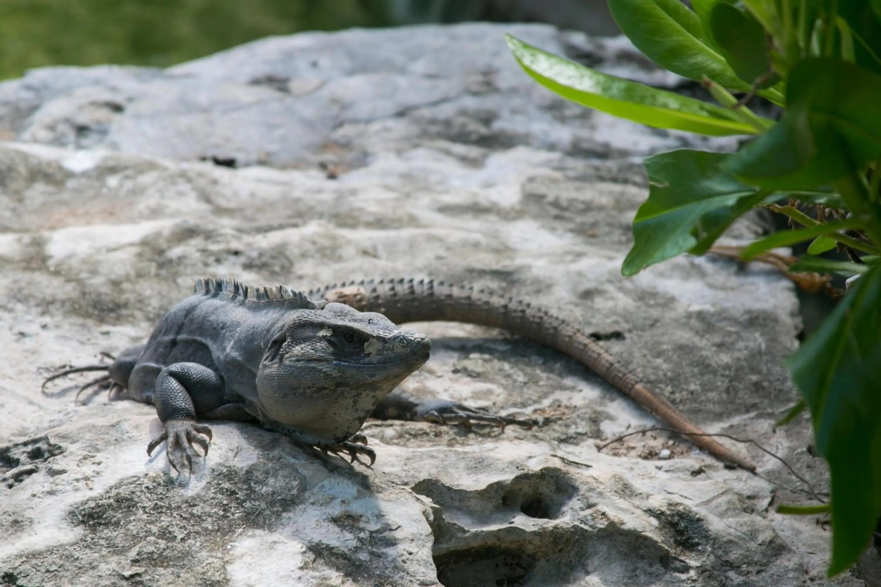 Animals in Anah Tulum