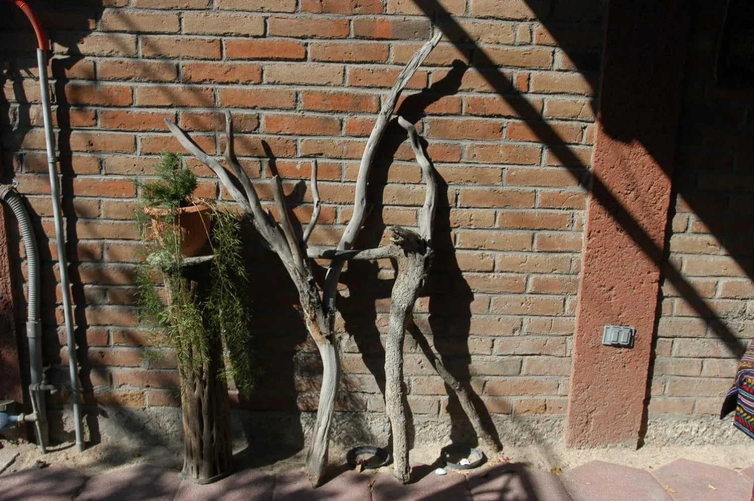 Garden in Pension Baja Paradise