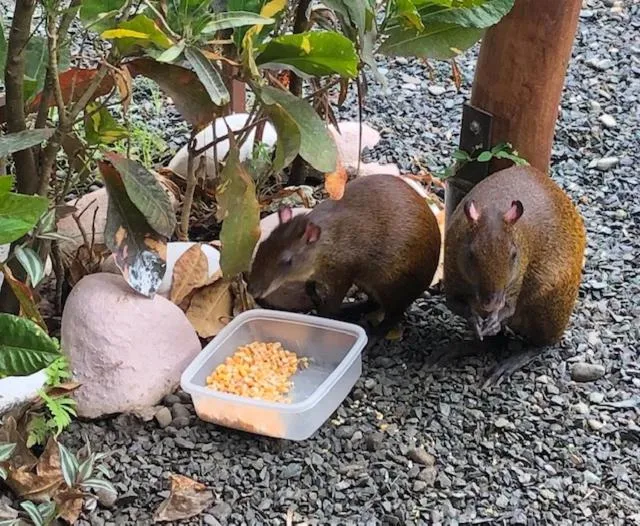 Pets in Cabinas Ole Caribe