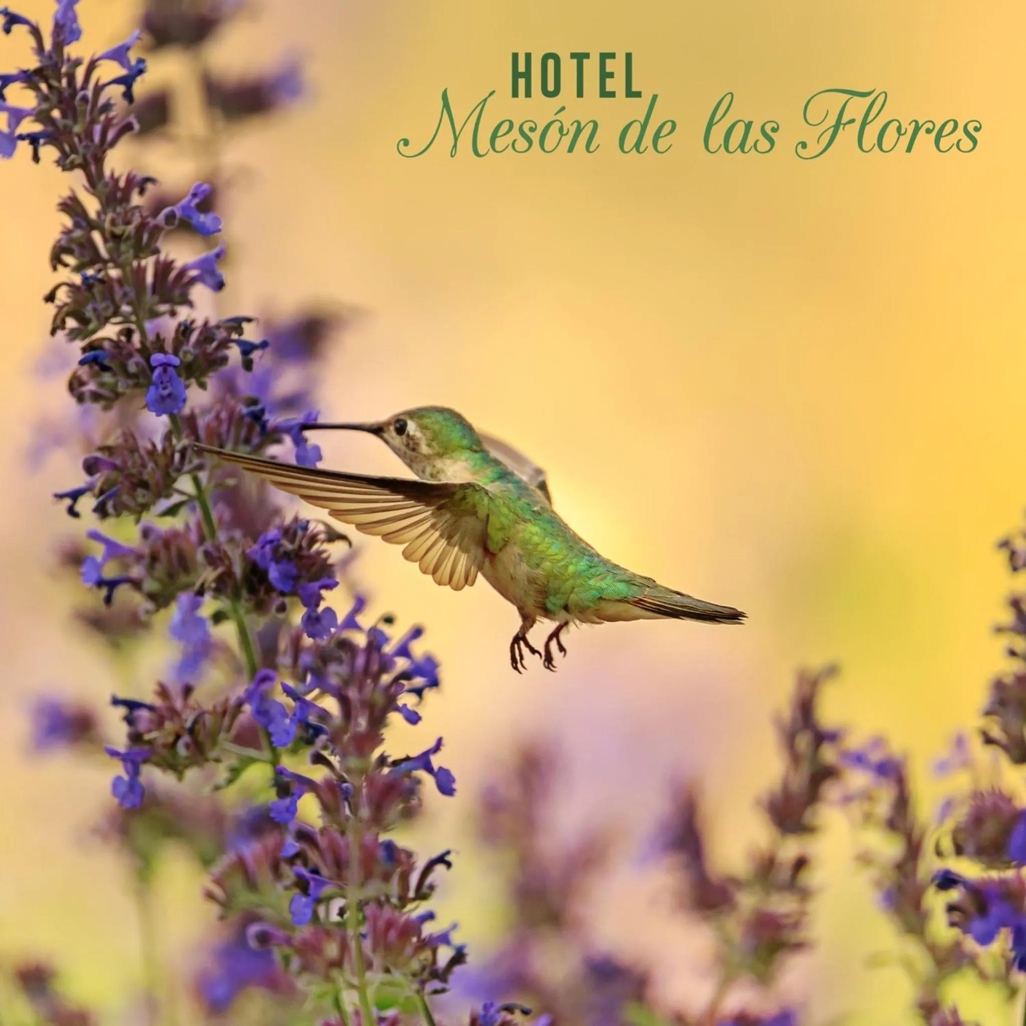 Hotel Meson de las Flores