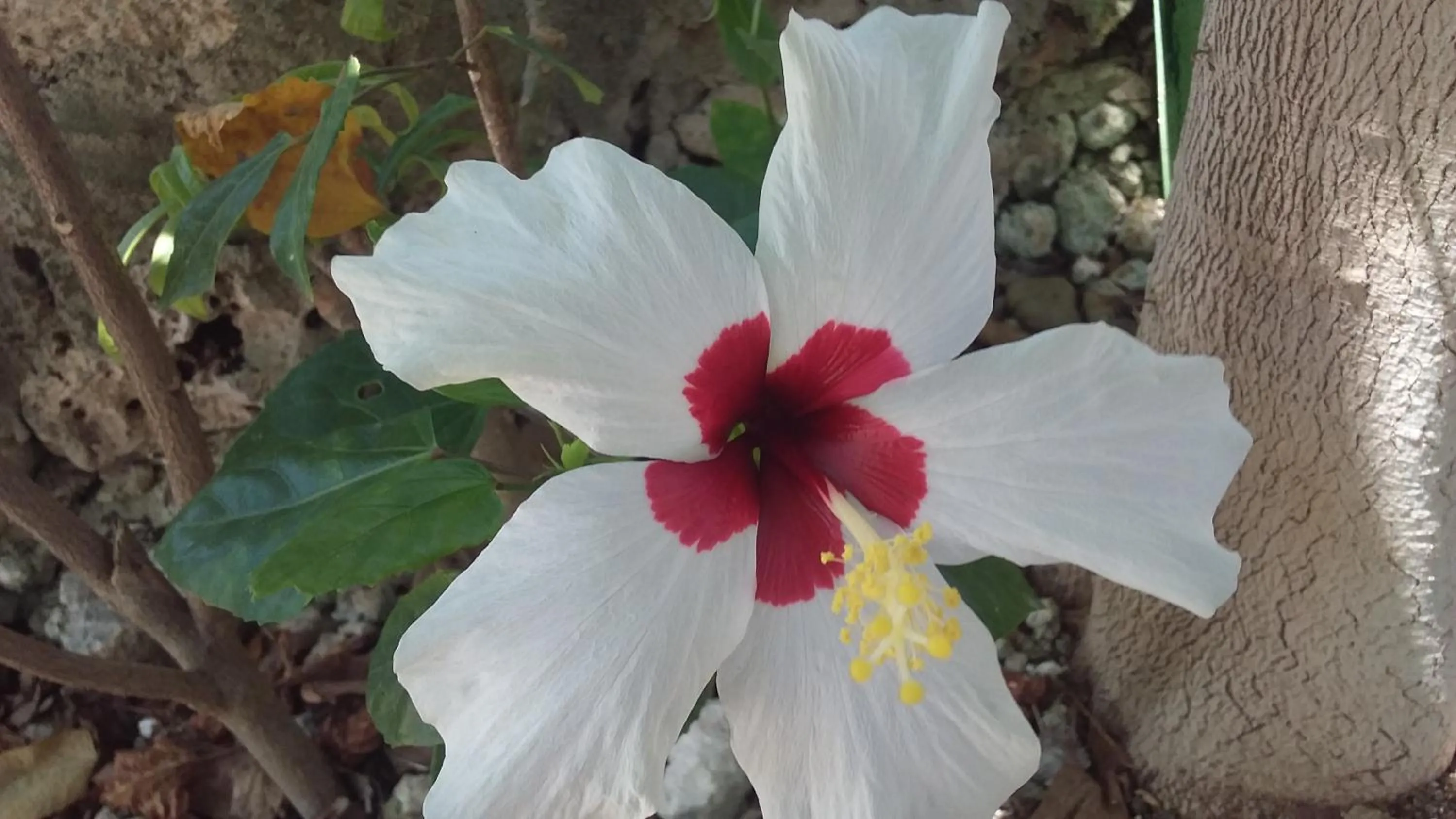 Natural landscape in Moalboal Bamboo Guest House