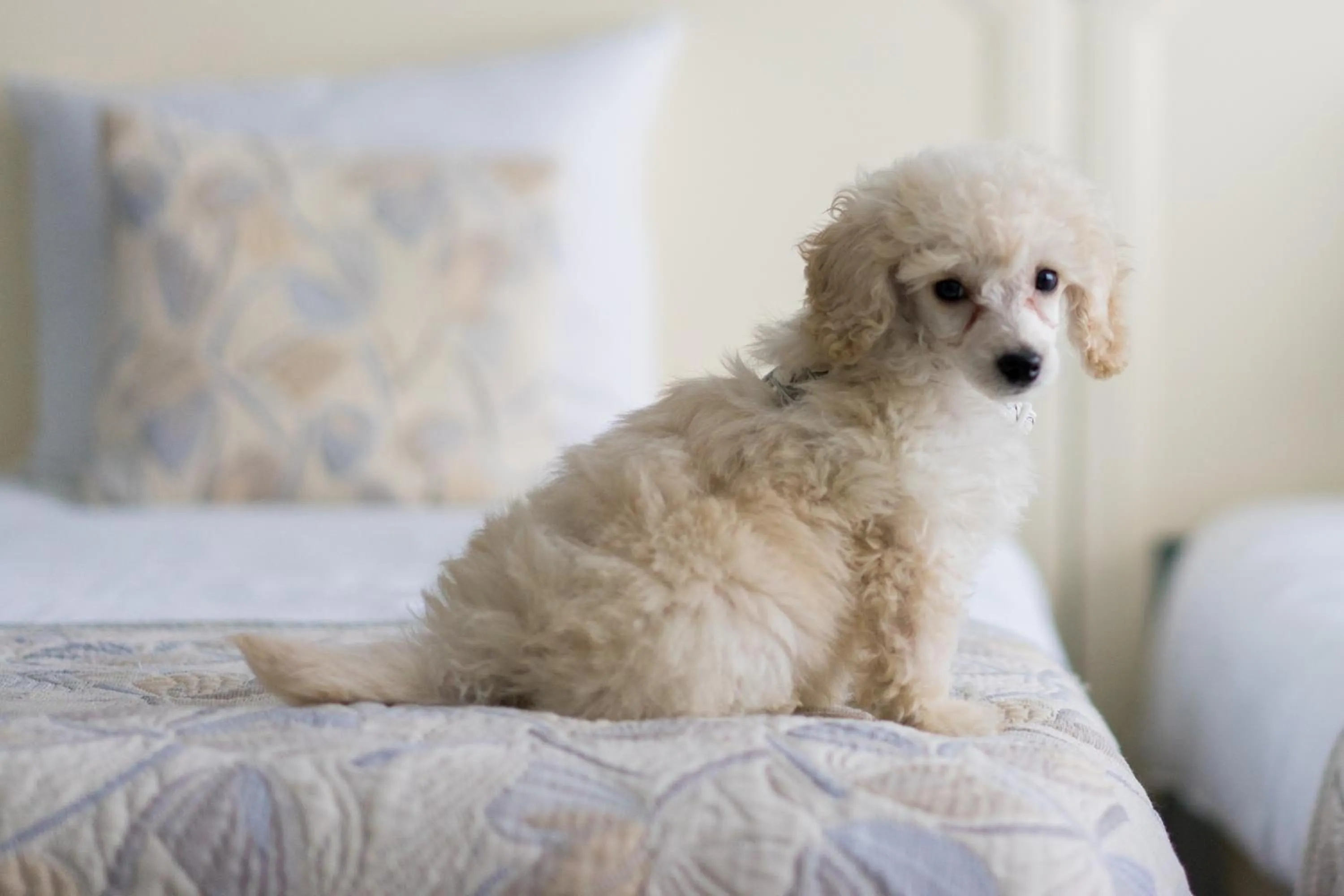 Staff in First Euroflat Hotel
