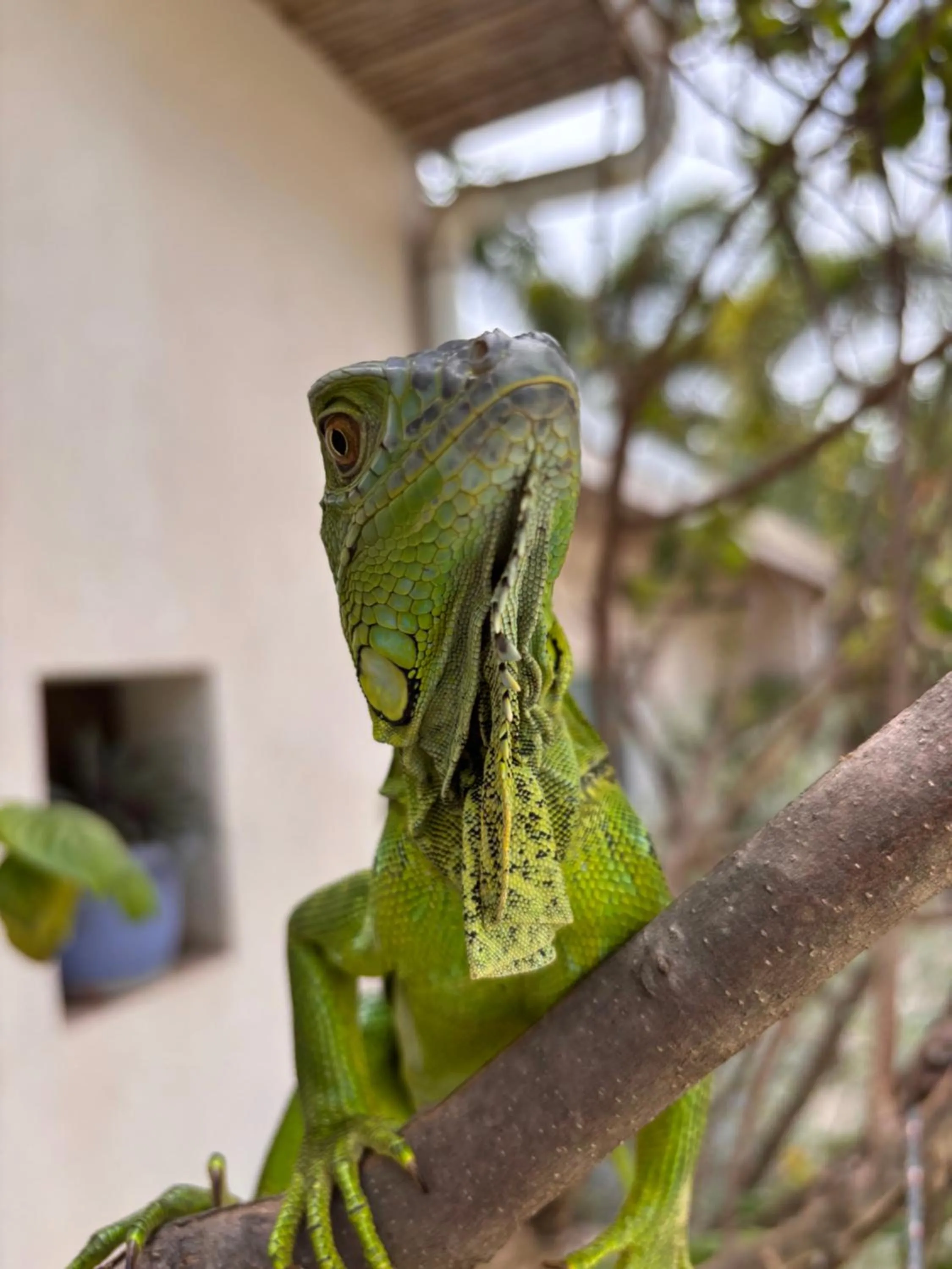 Animals in La Ramona Charming Hotel