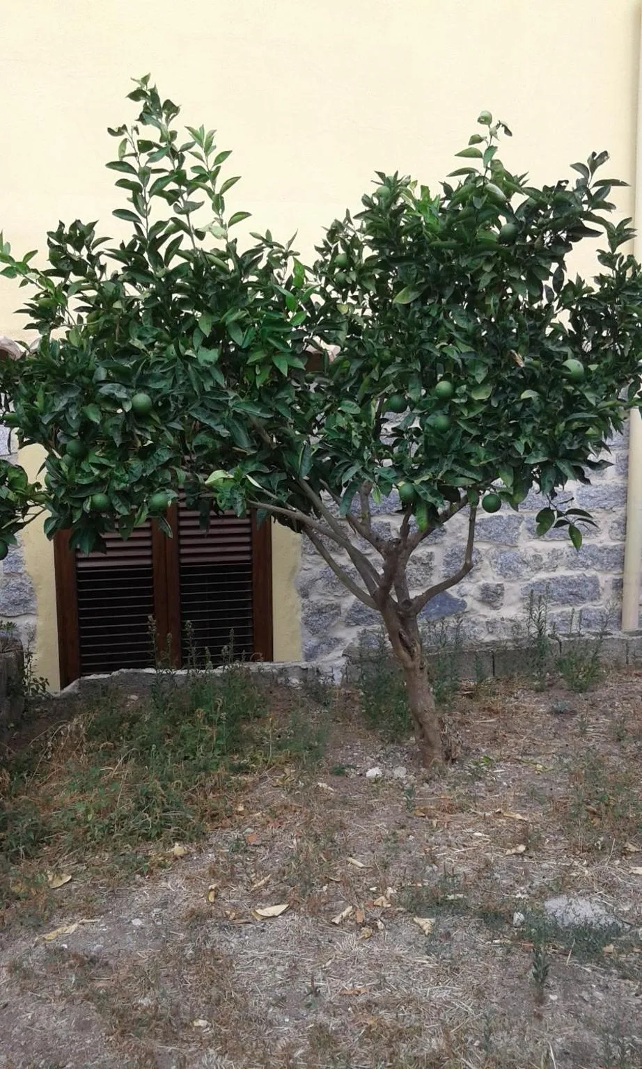 Garden view in La Collina dei Ciliegi