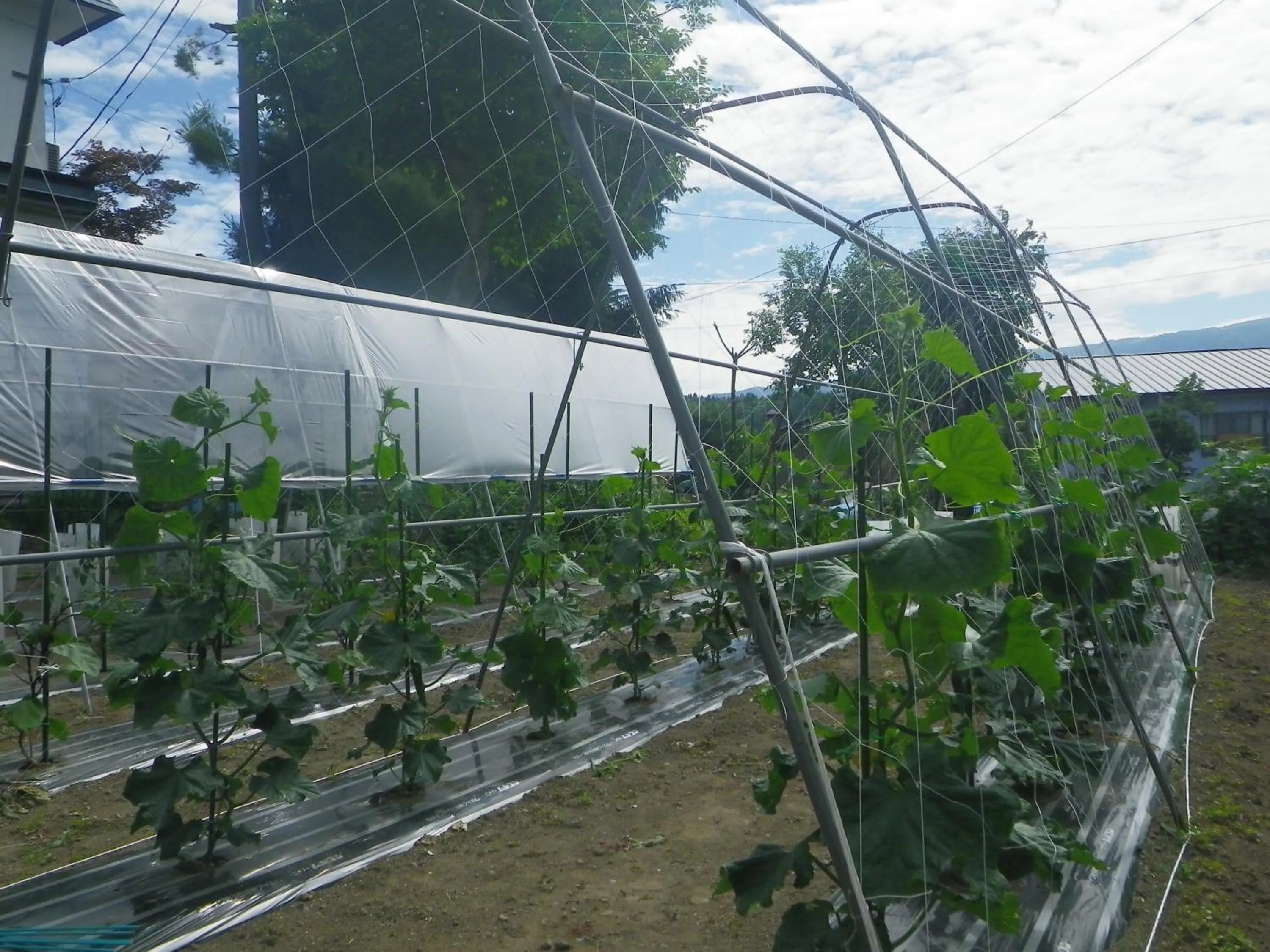 Skiing in Resort Inn Murata