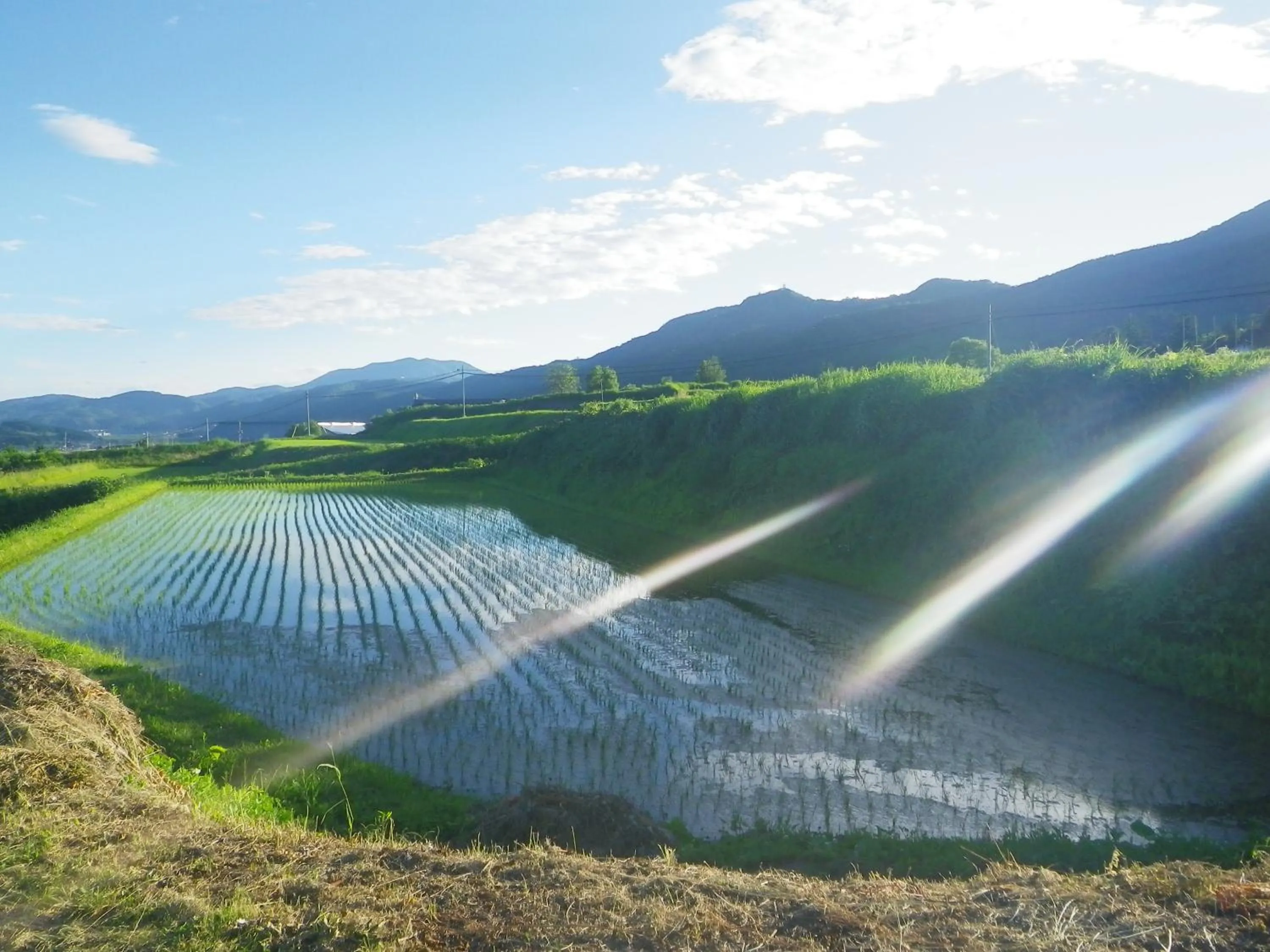 Skiing in Resort Inn Murata