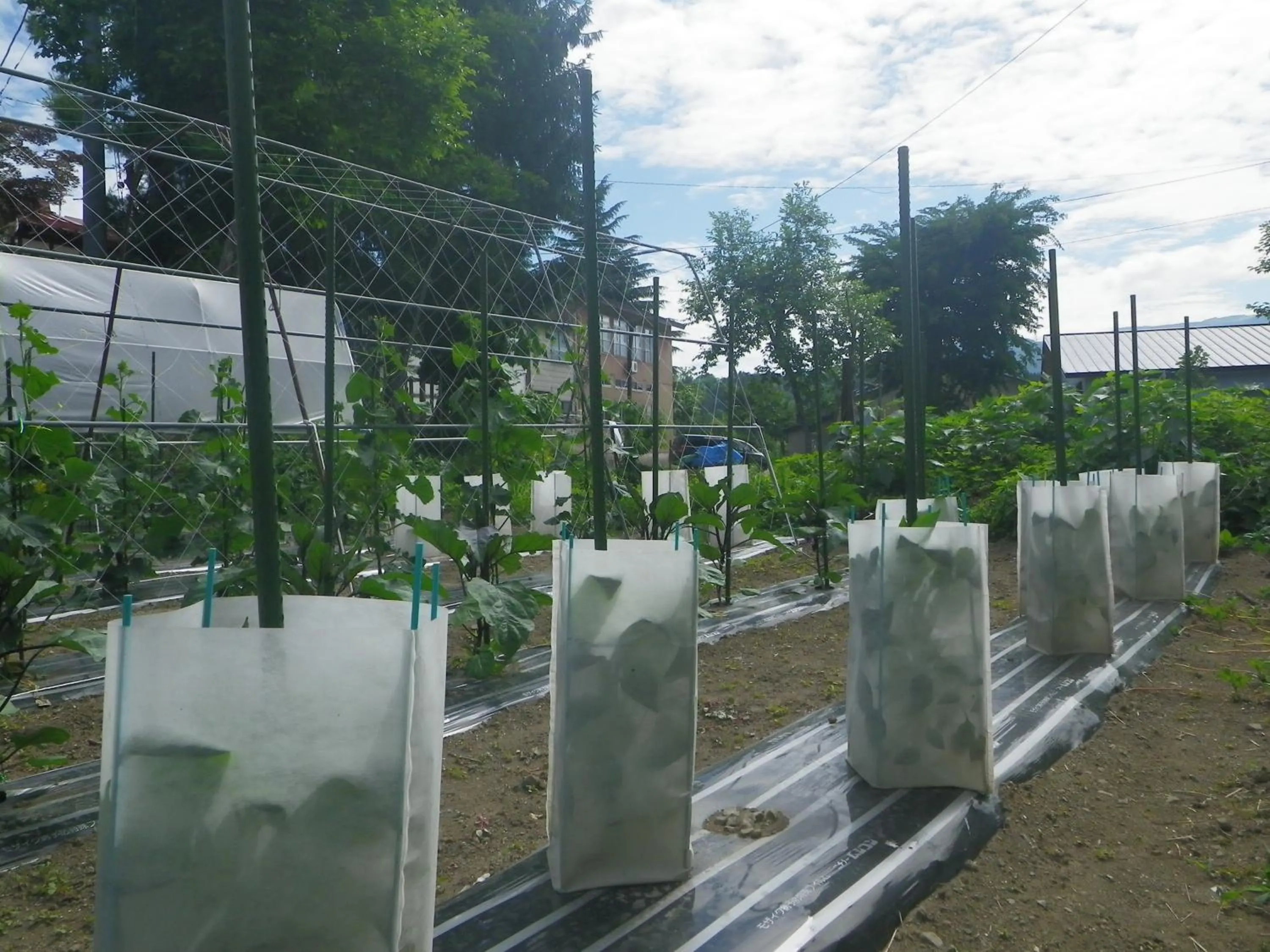 Skiing in Resort Inn Murata