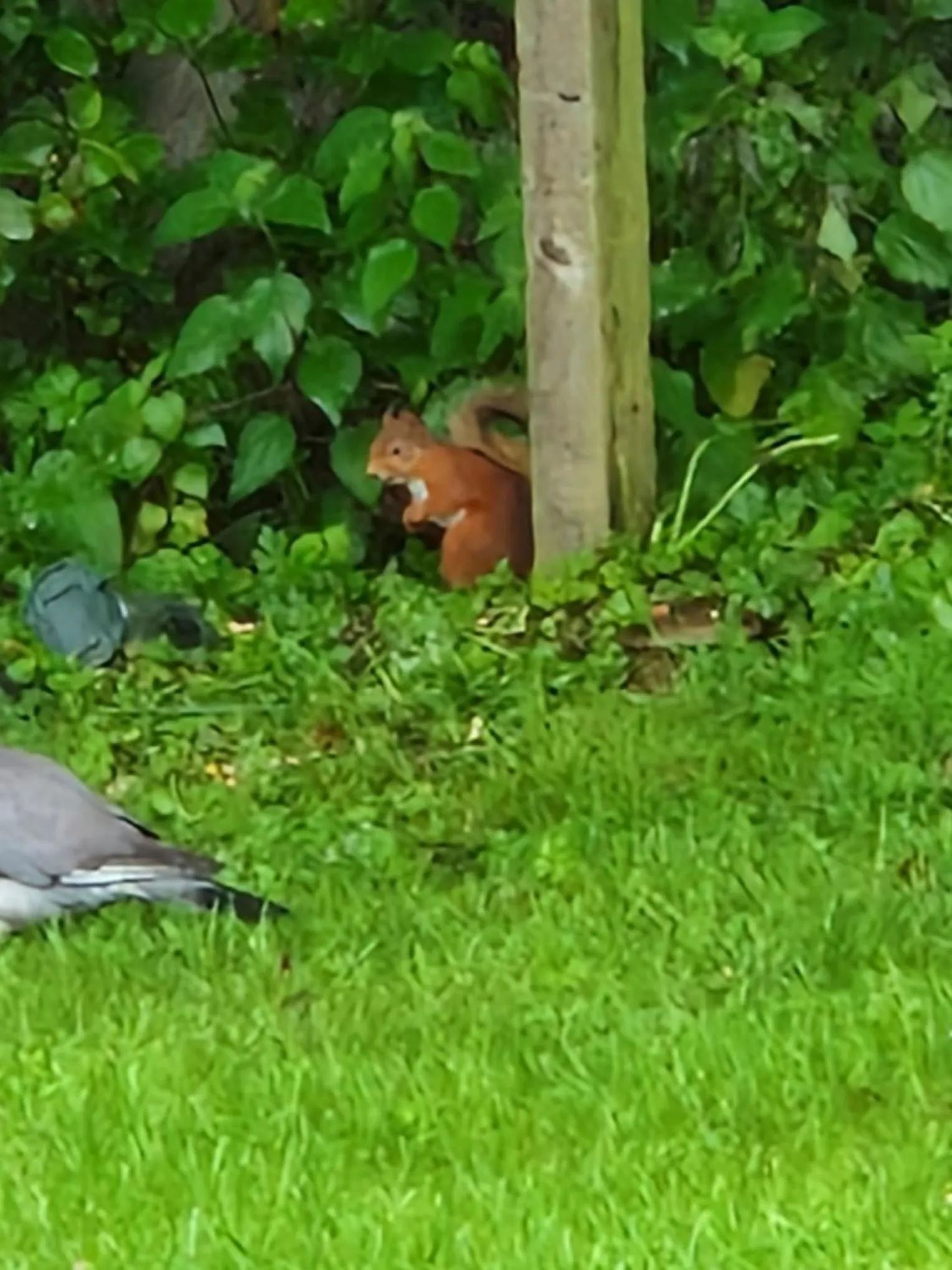 Garden in Strathardle Lodge