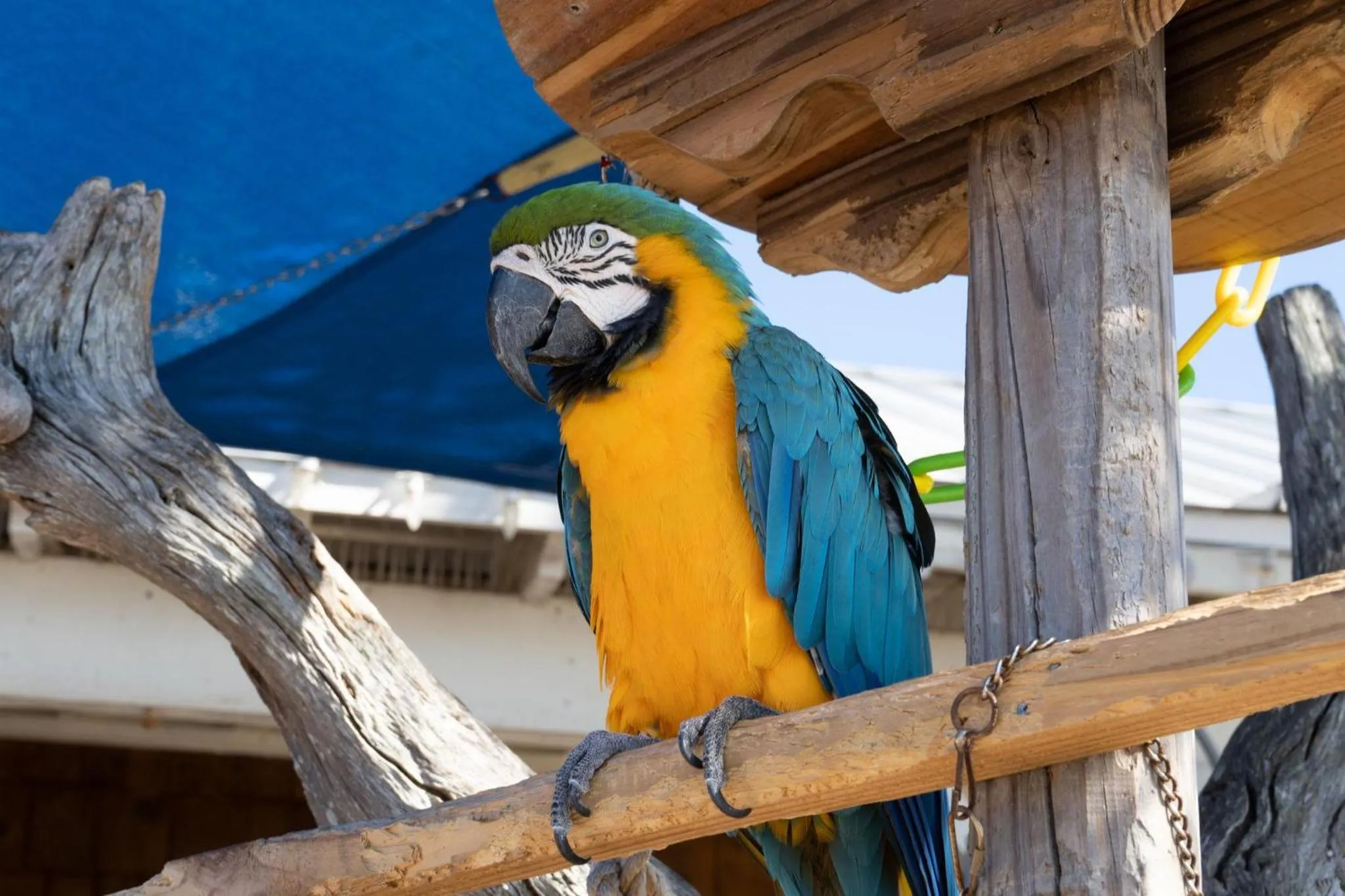Animals in Sandestin Golf and Beach Resort