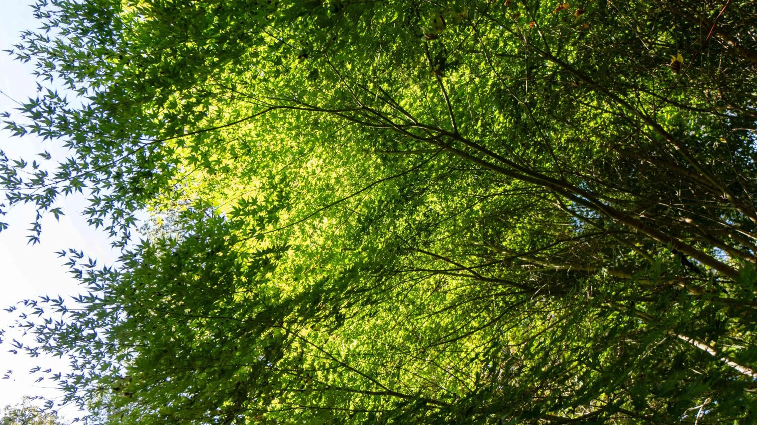 Spring in Motosu Phoenix Hotel