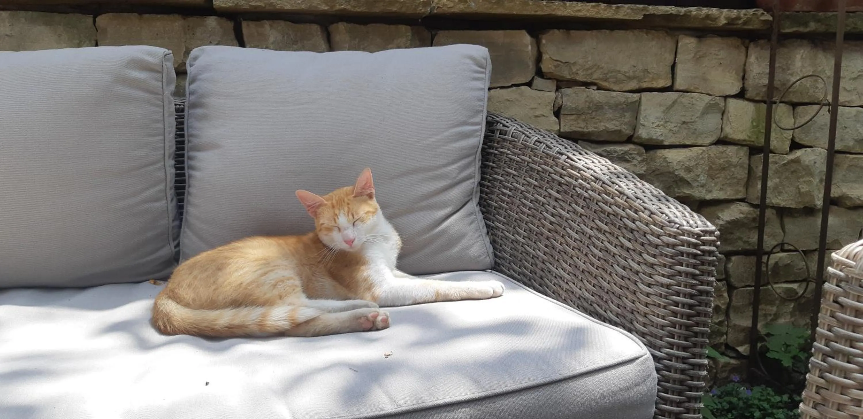 Pets in The Red Konak