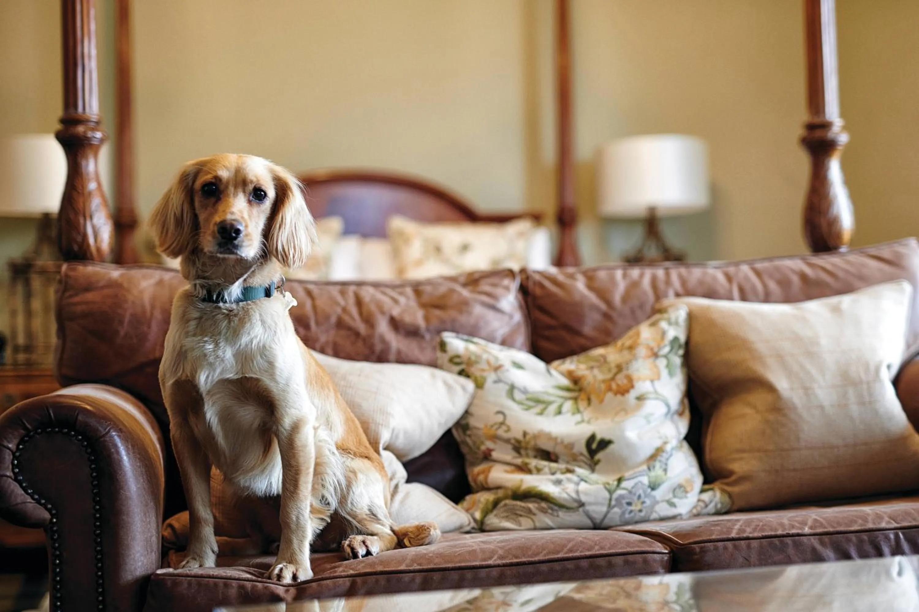 Pets in Loch Fyne Hotel & Spa