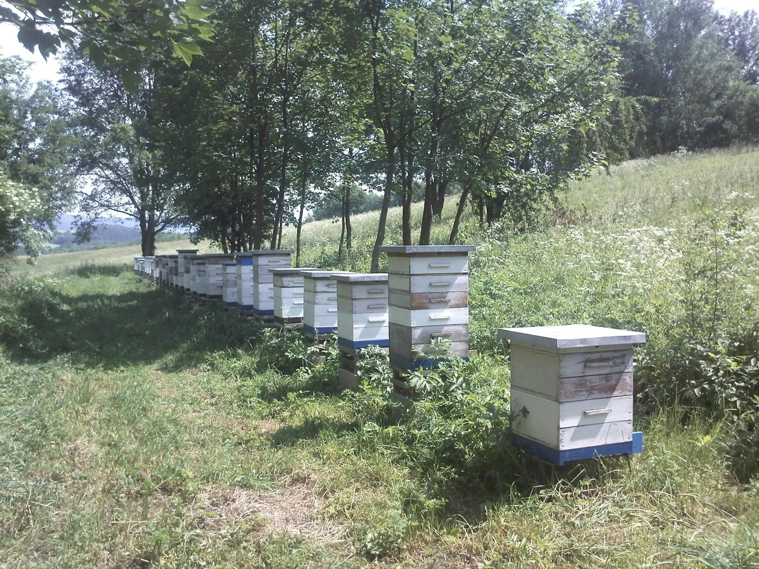 Animals in Pension Lenno we Wleniu