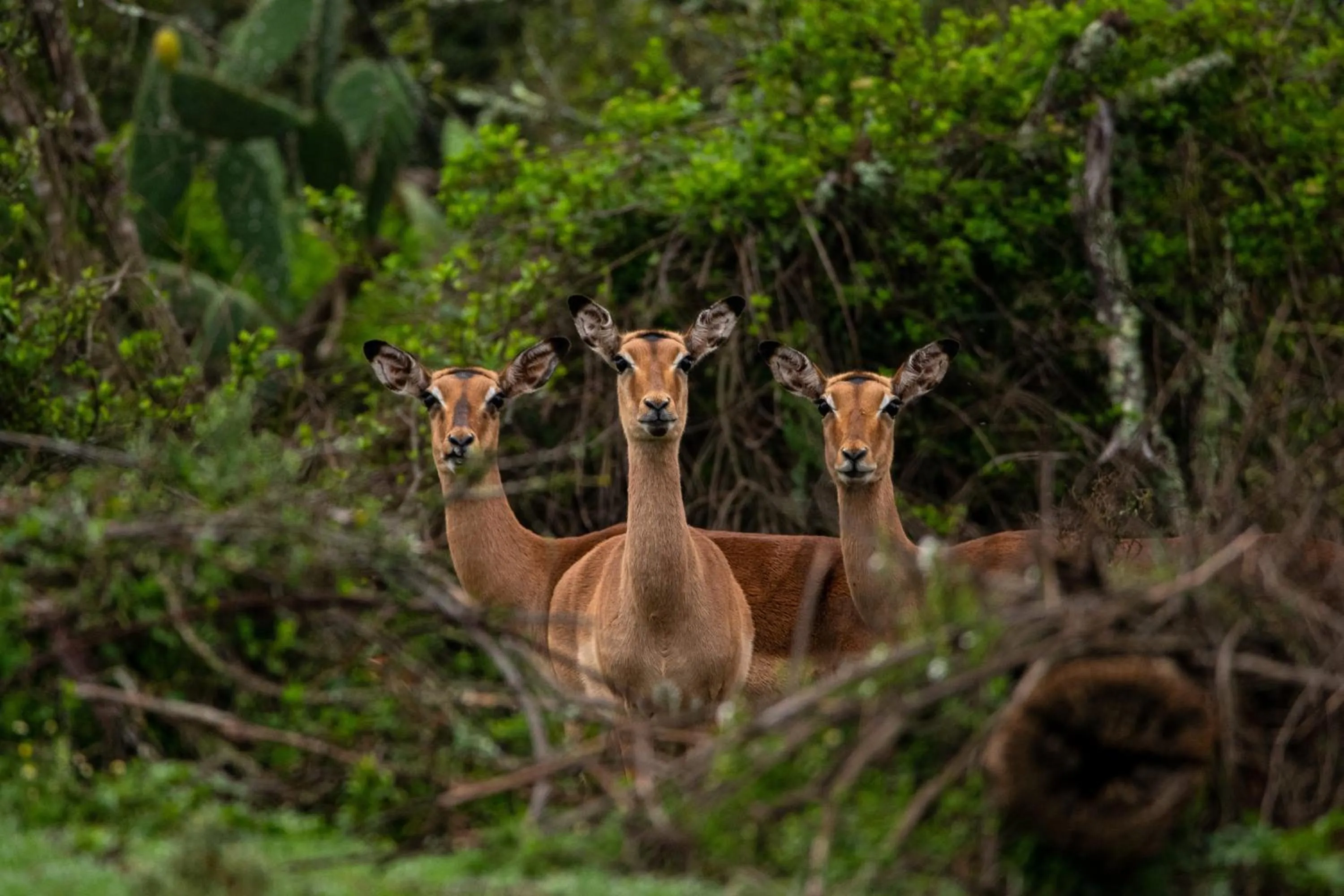 Animals in Intle Boutique Hotel