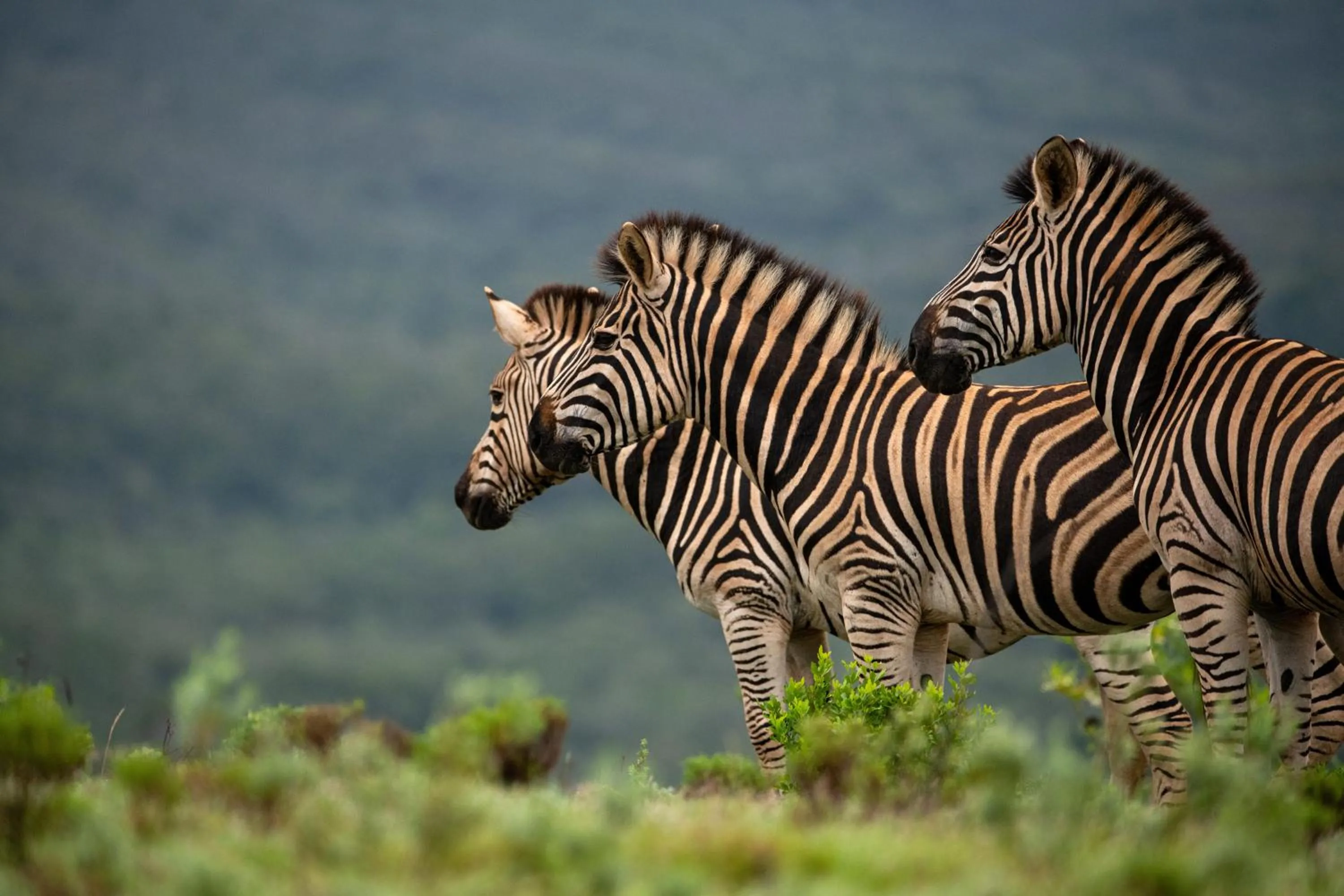 Animals in Intle Boutique Hotel