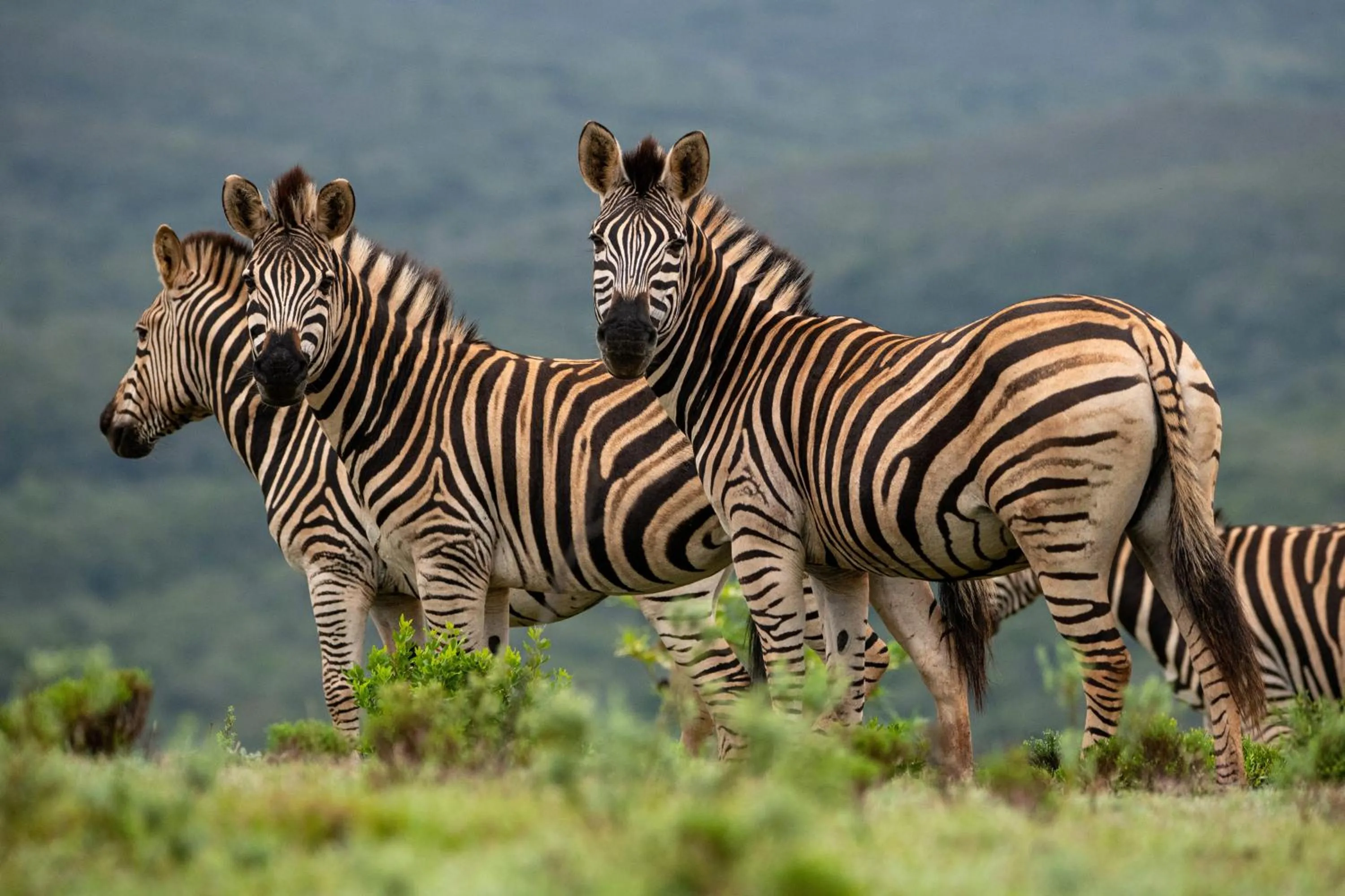 Animals in Intle Boutique Hotel