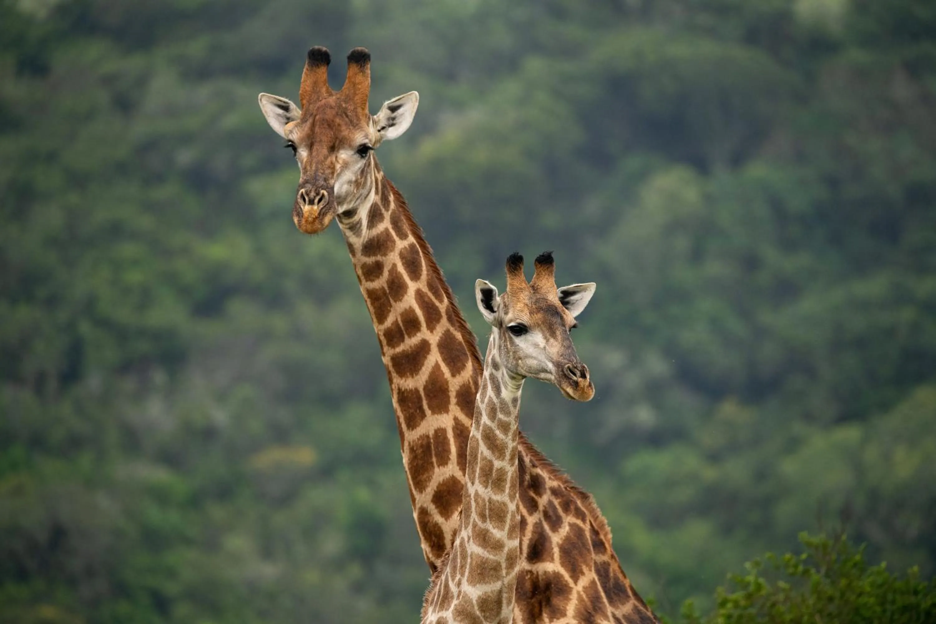 Animals in Intle Boutique Hotel