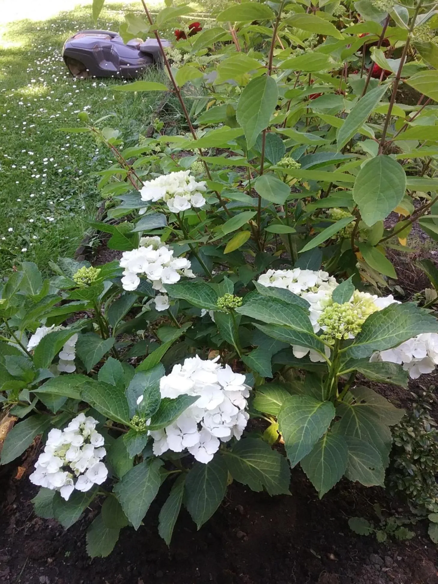 B&B Au Jardin Fleuri