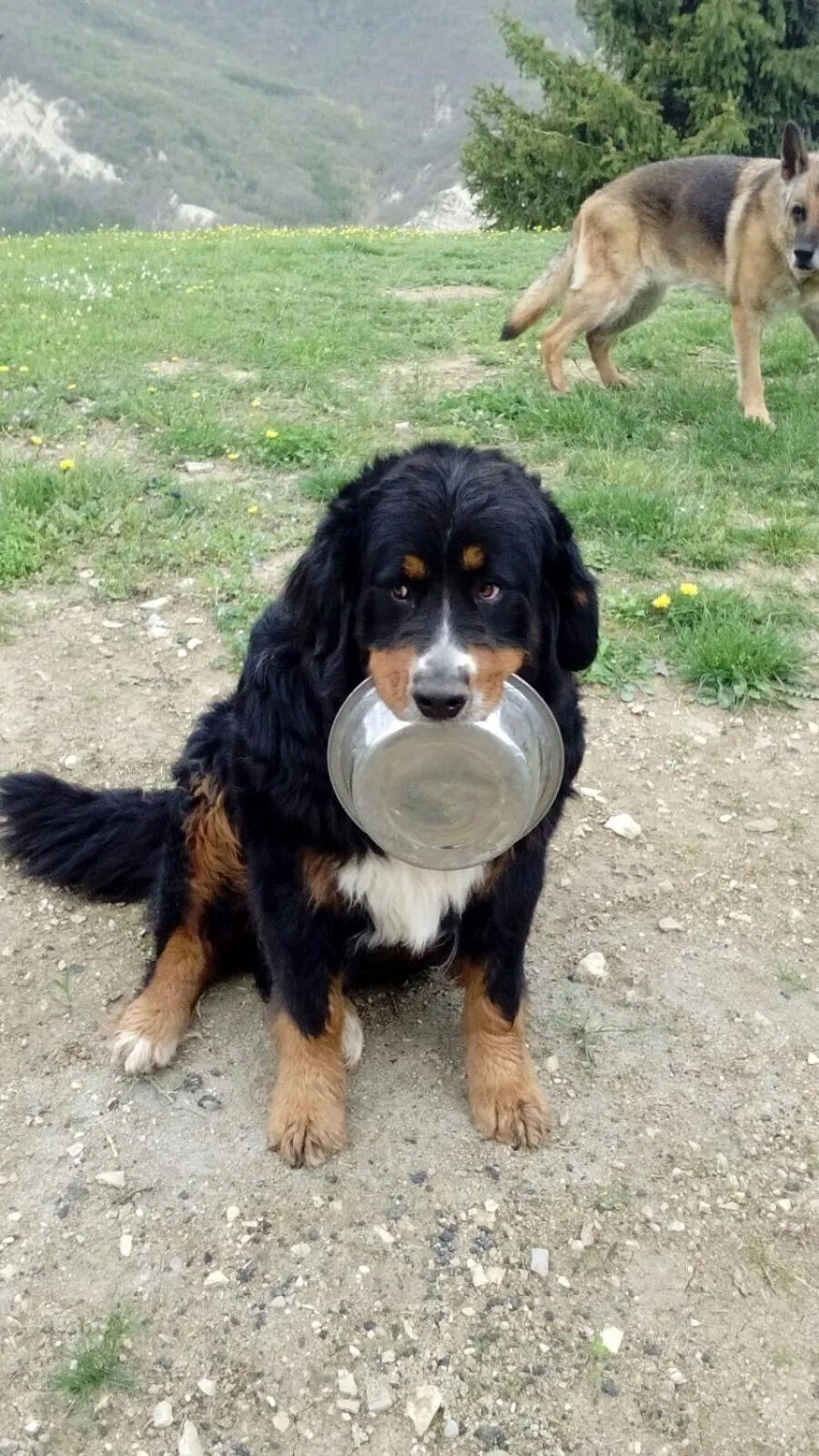 Pets in La Locanda nel vento