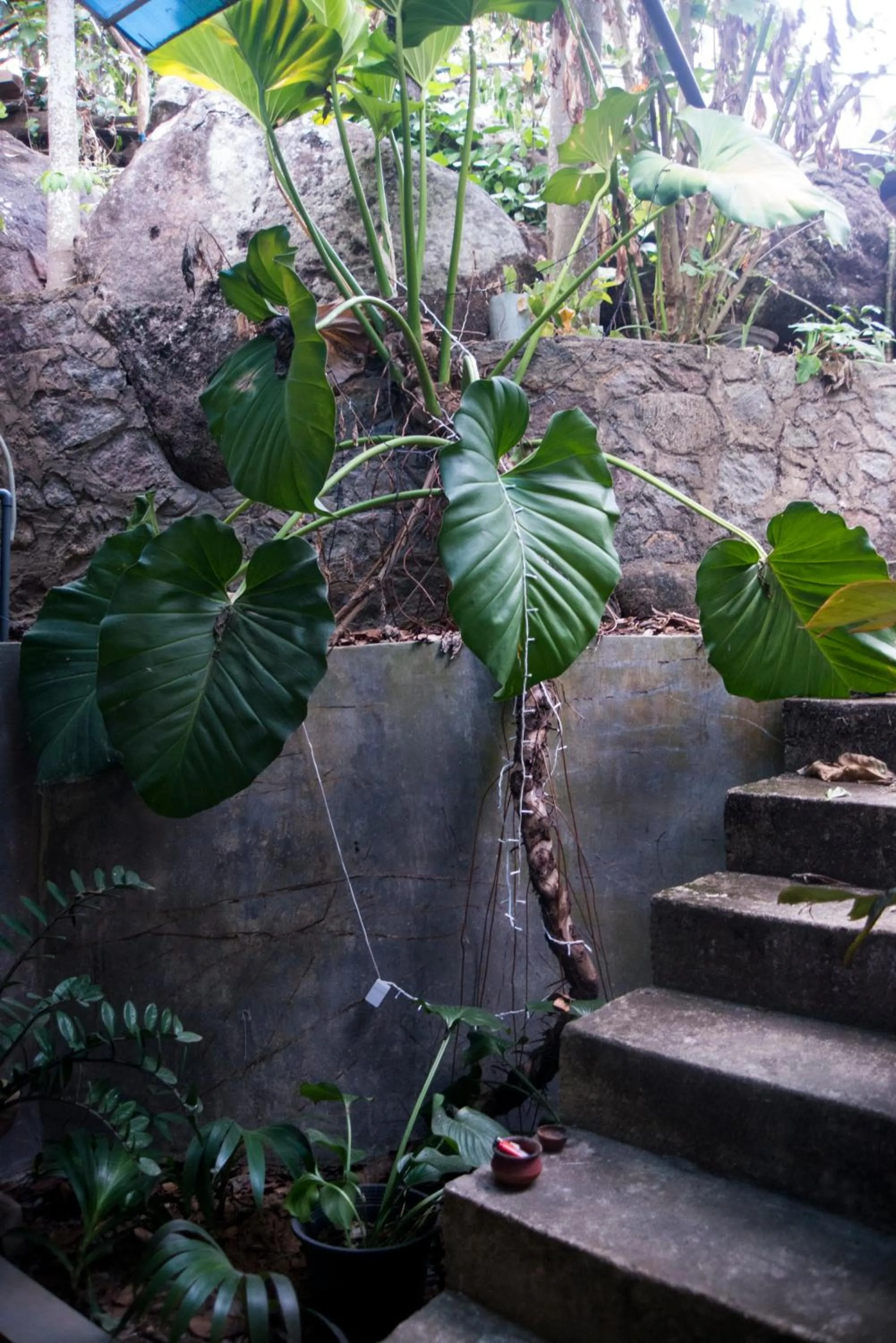 Area and facilities in Butterfly Jewel