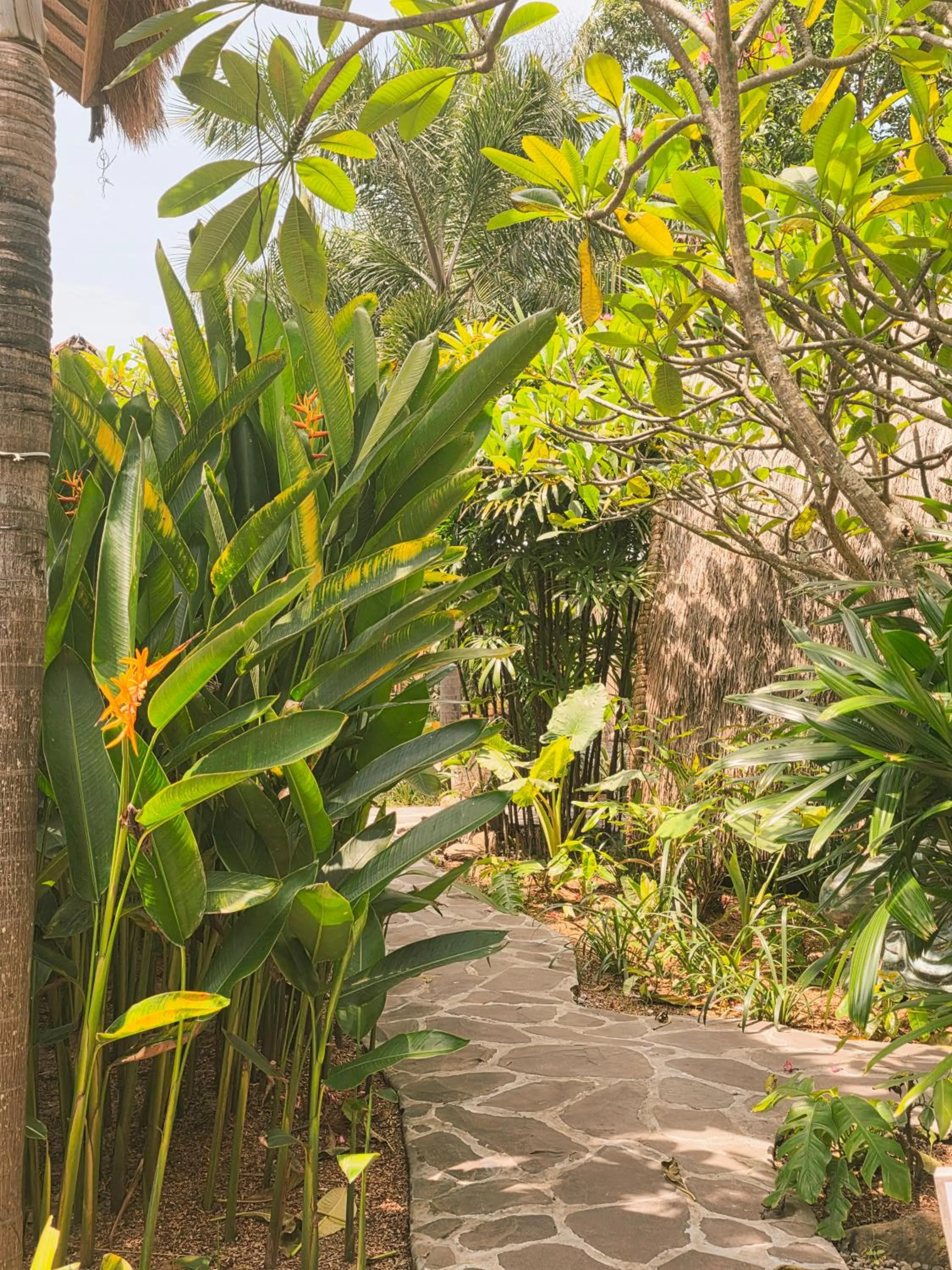 Garden in Gili Matiki