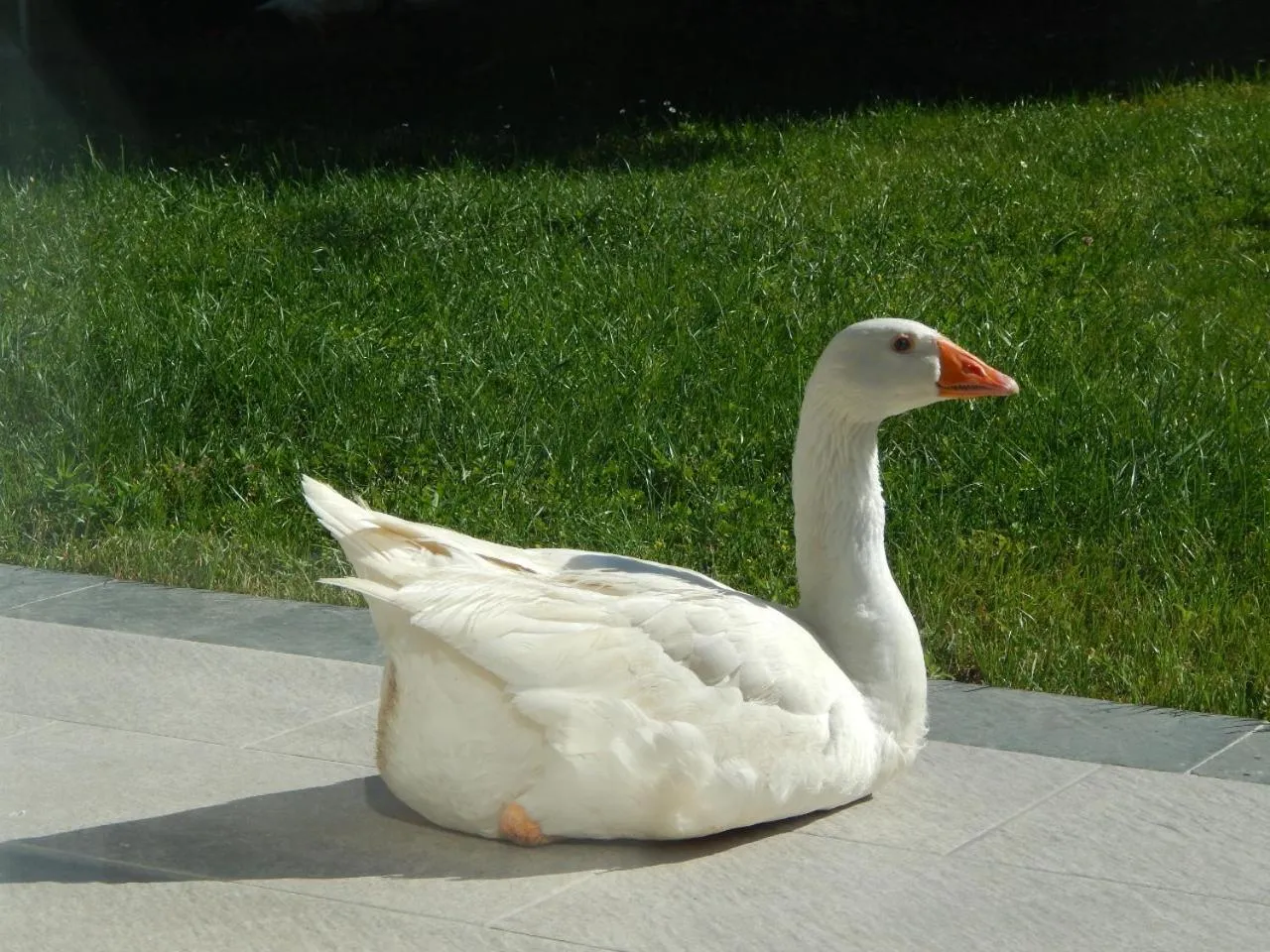 Pets in B&B Piè del Castello