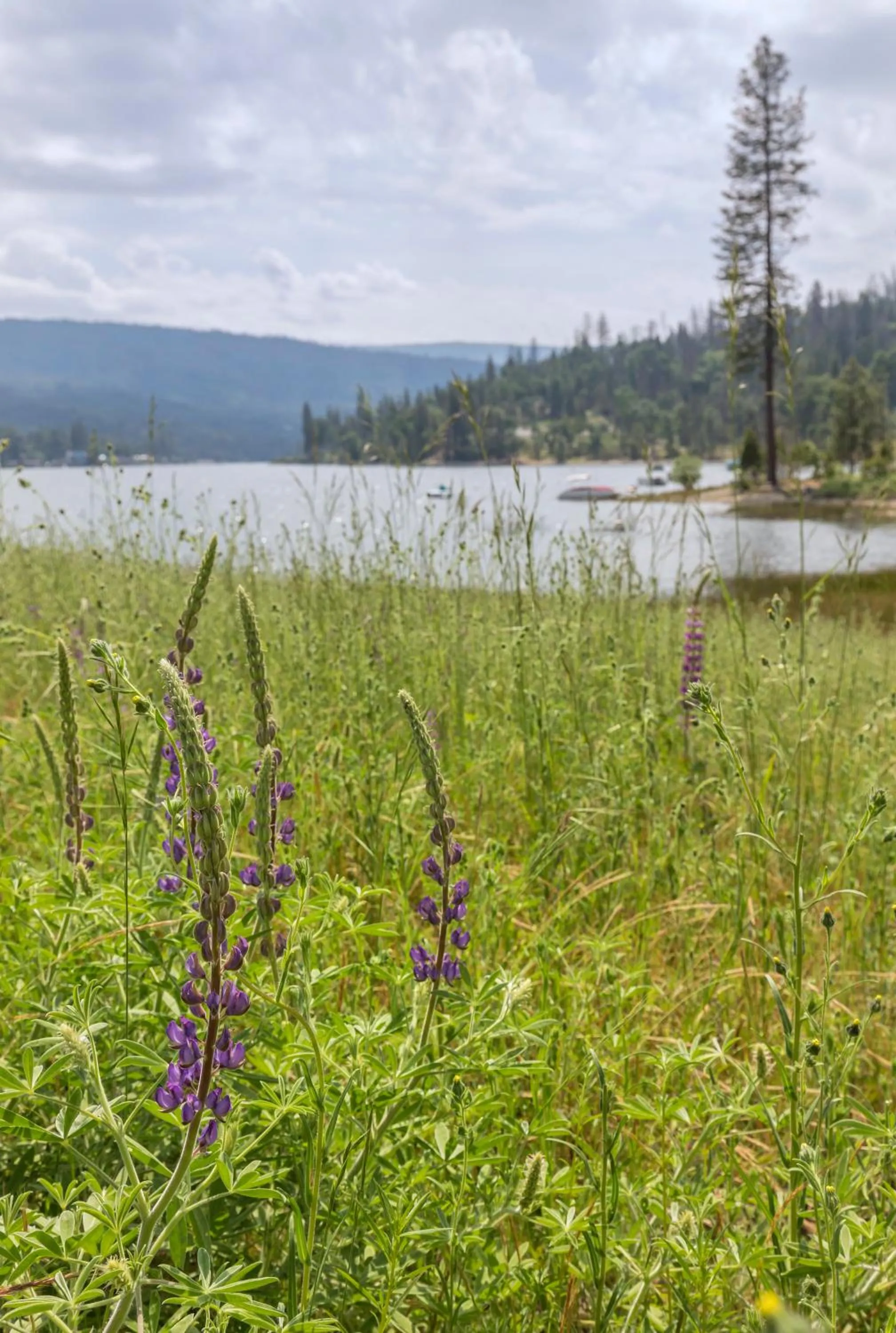 Lake view in WorldMark Bass Lake