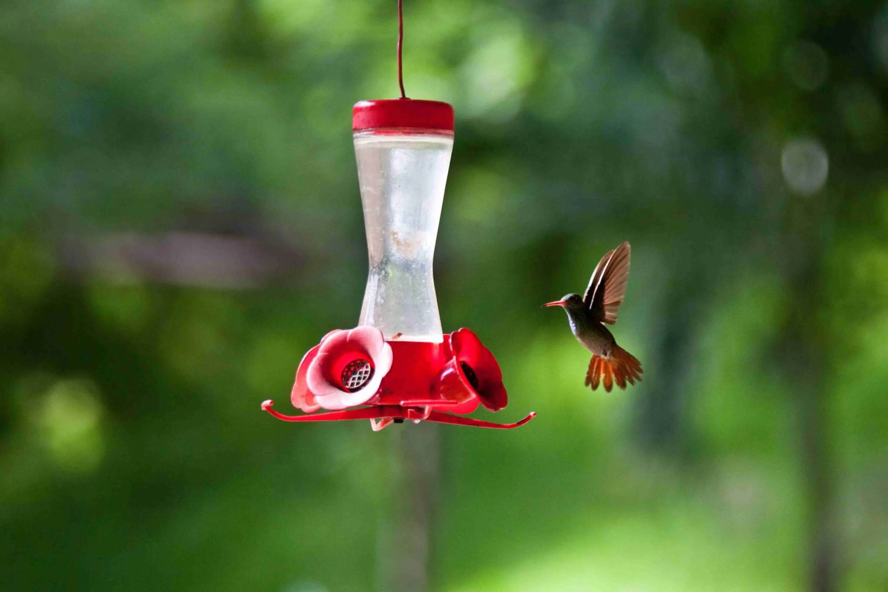 Animals in Chan Chich Lodge