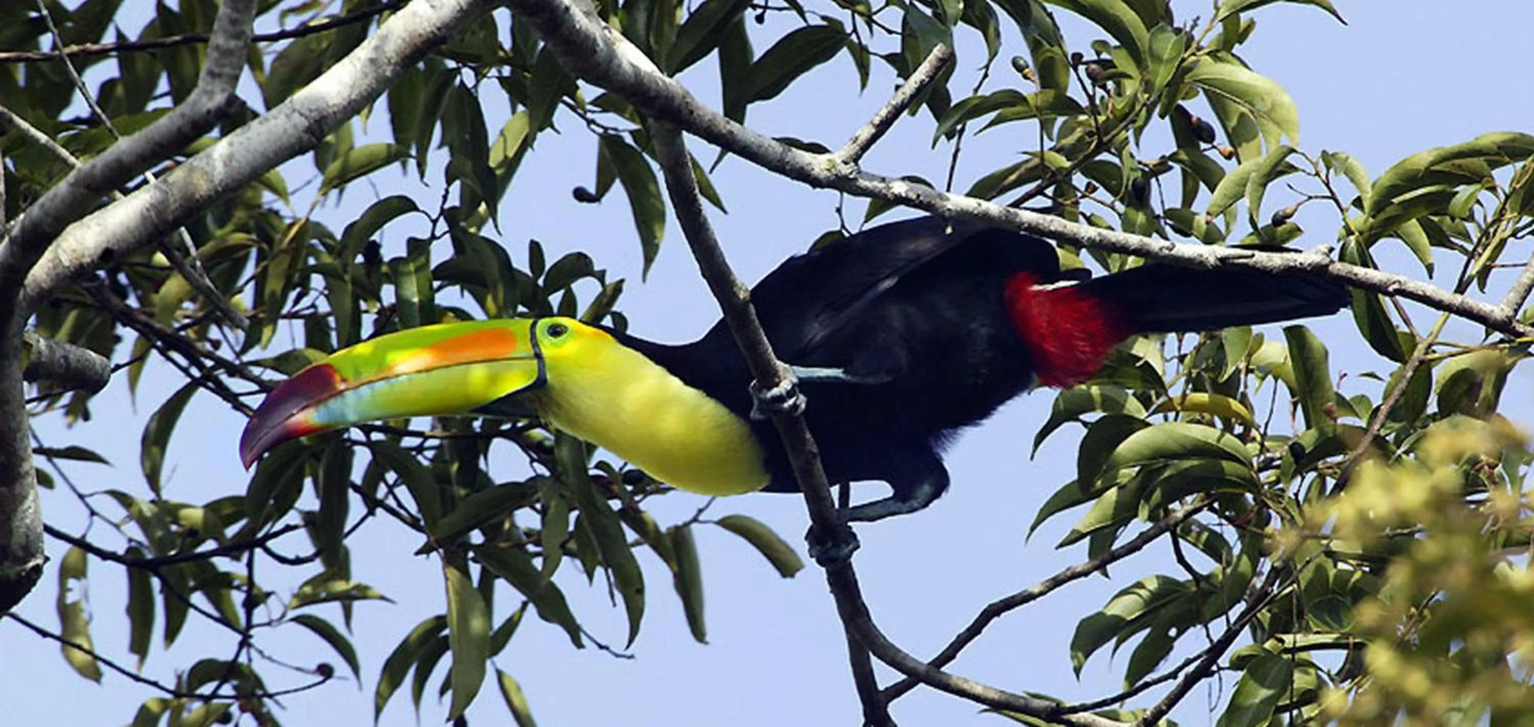 Animals in Chan Chich Lodge