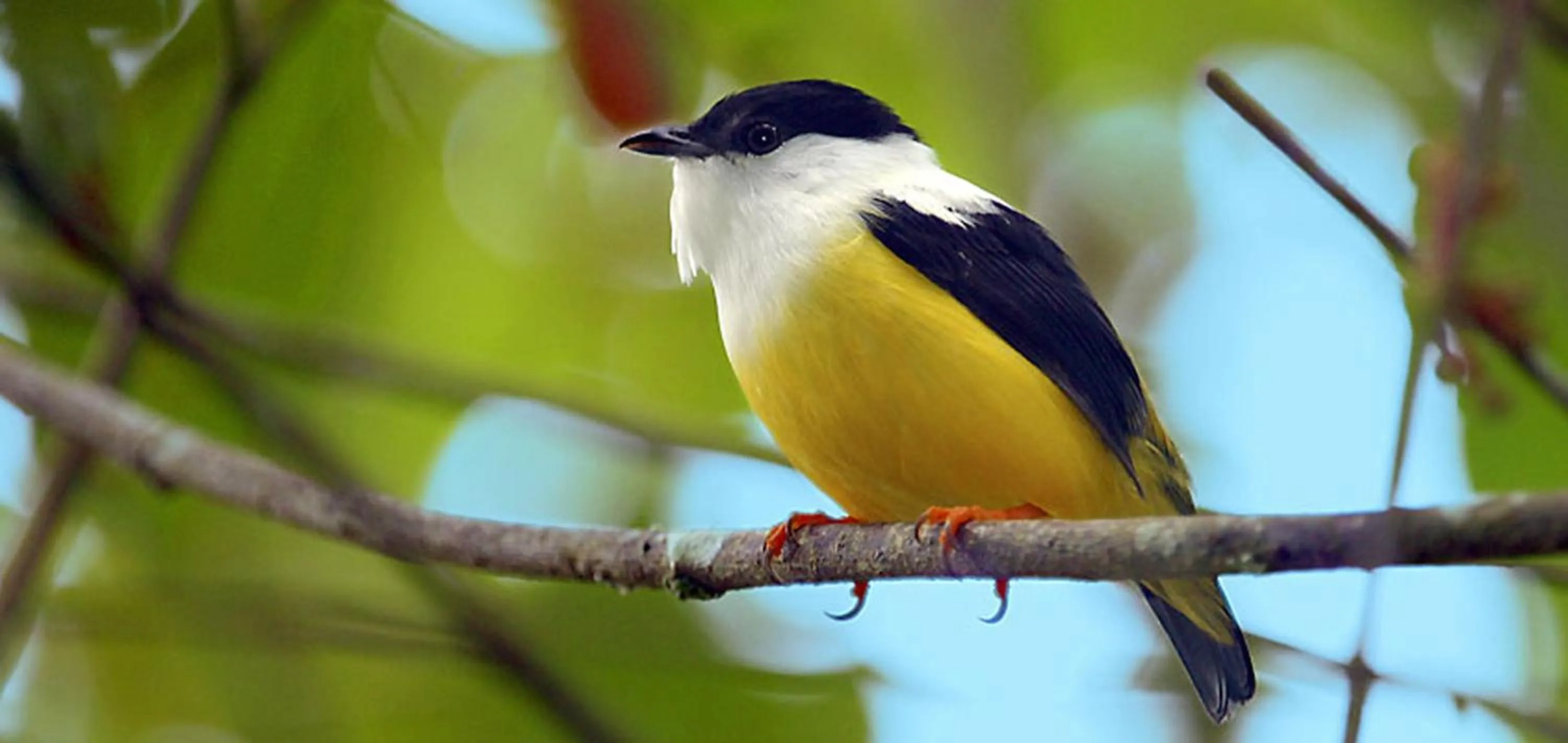 Animals in Chan Chich Lodge