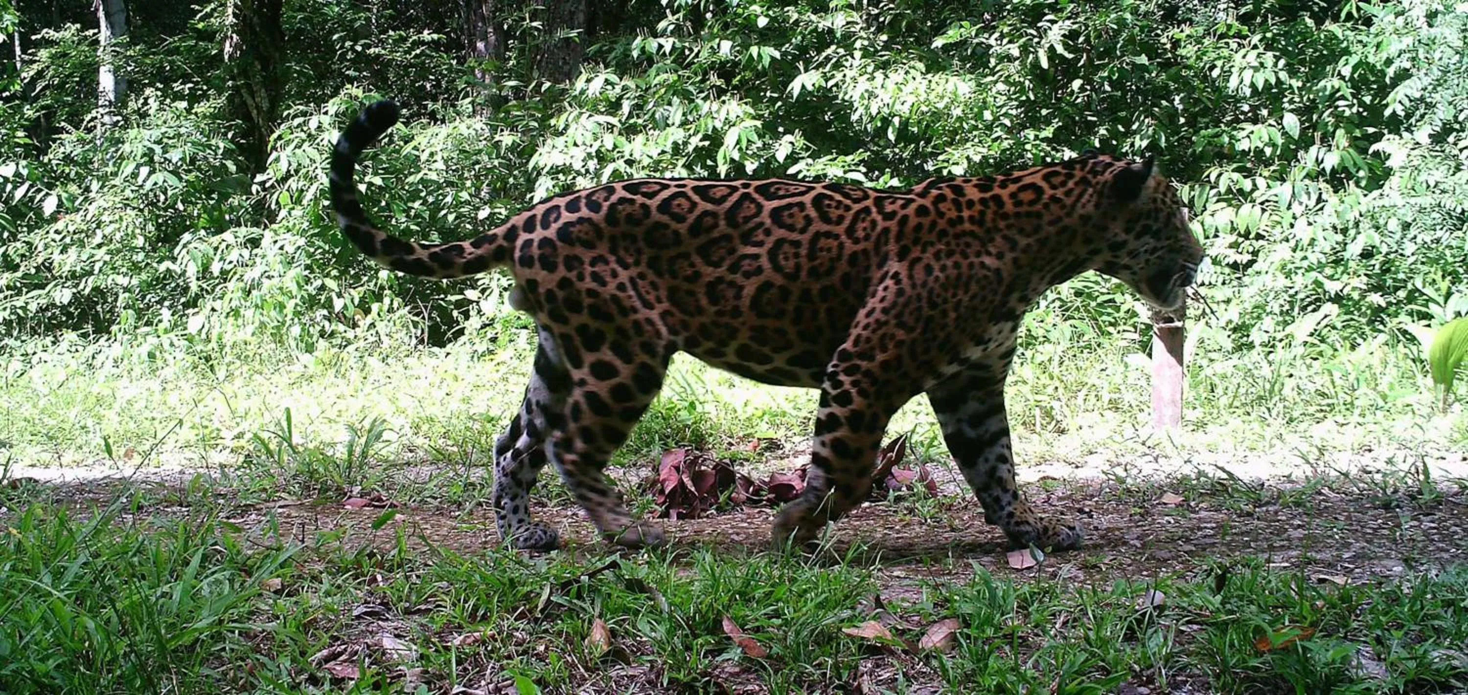 Animals in Chan Chich Lodge